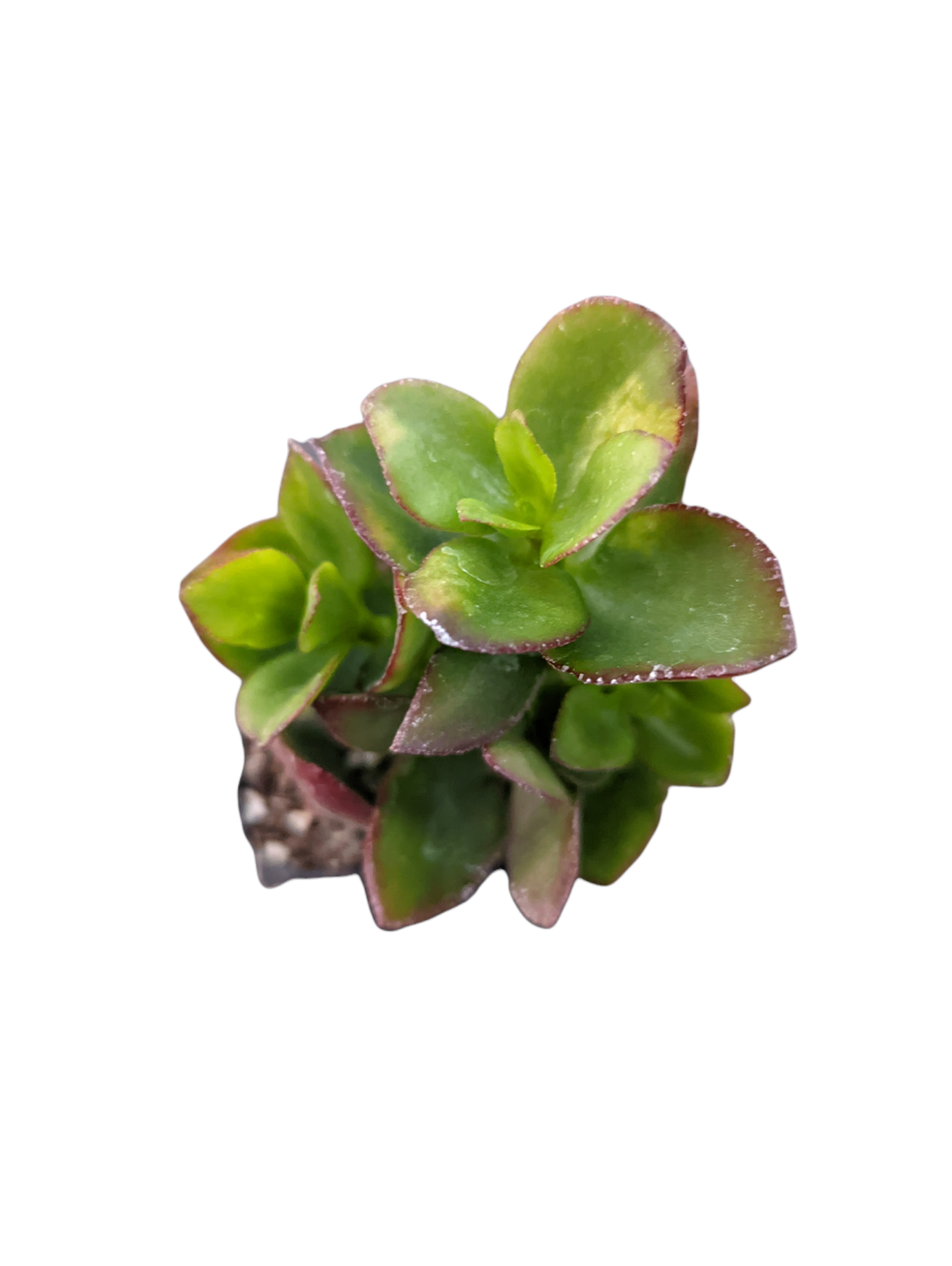 Crassula sarmentosa