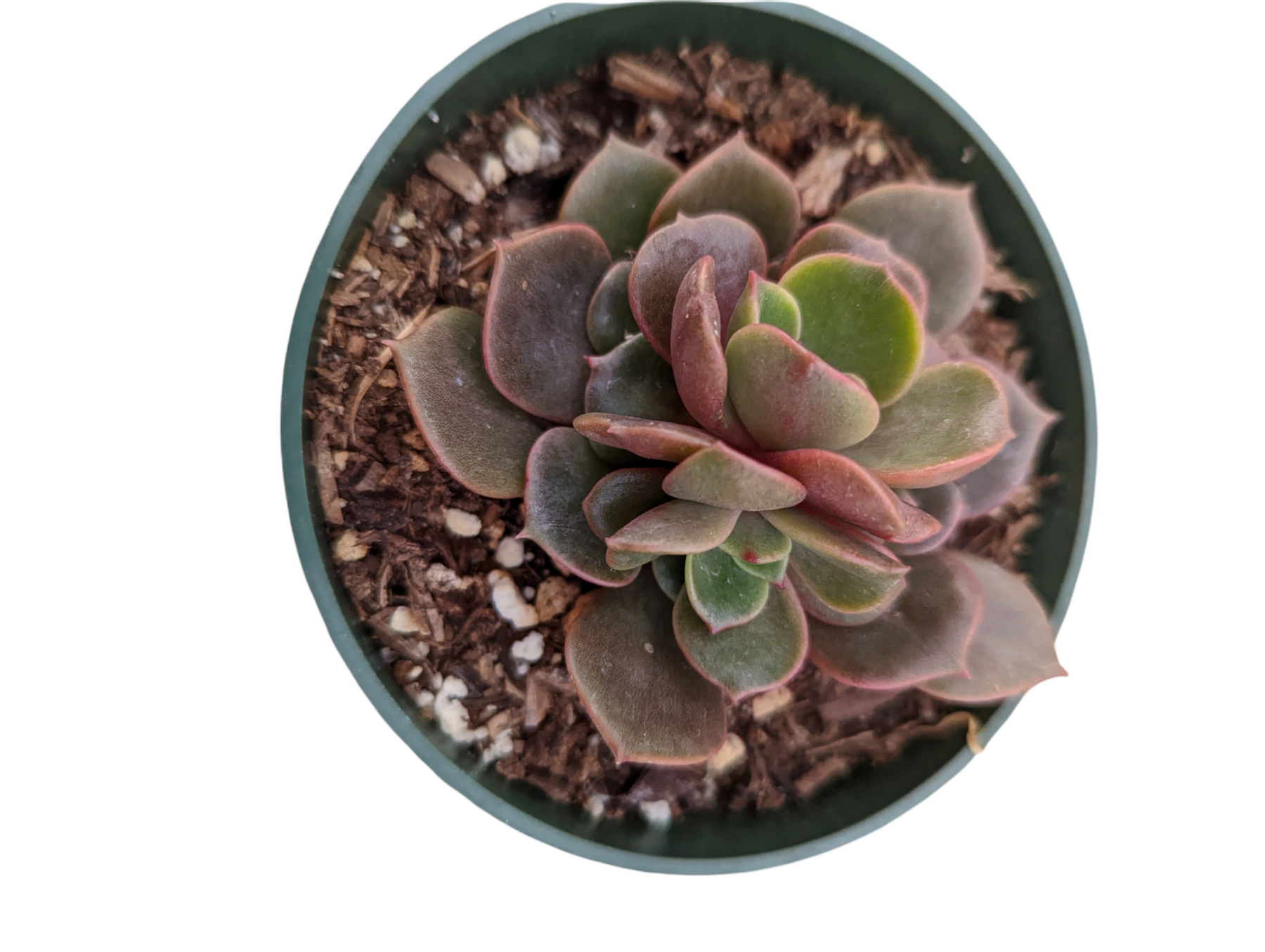 Echeveria Vampire 'Red ball'