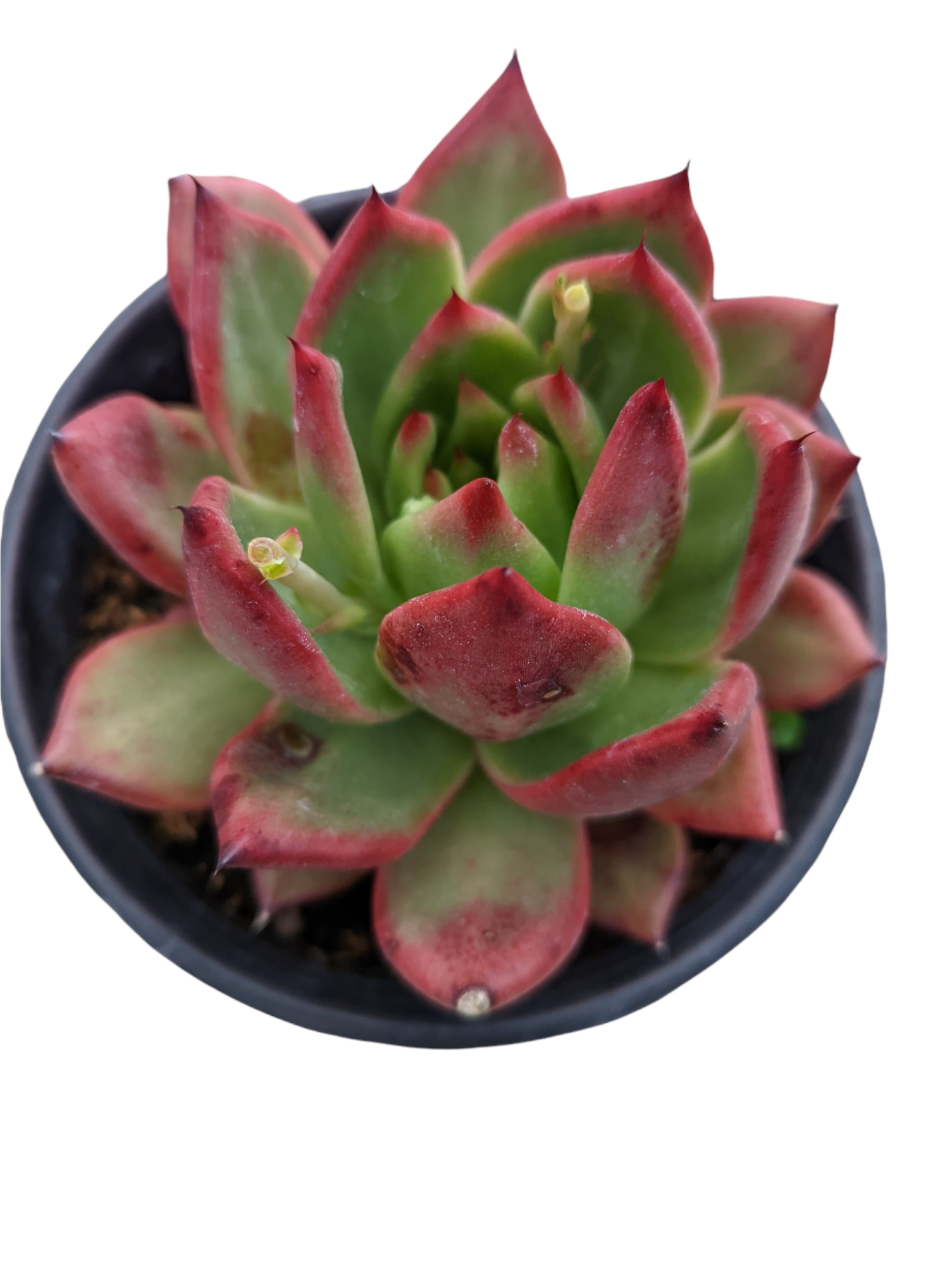 Echeveria agavoides 'Scarlet'