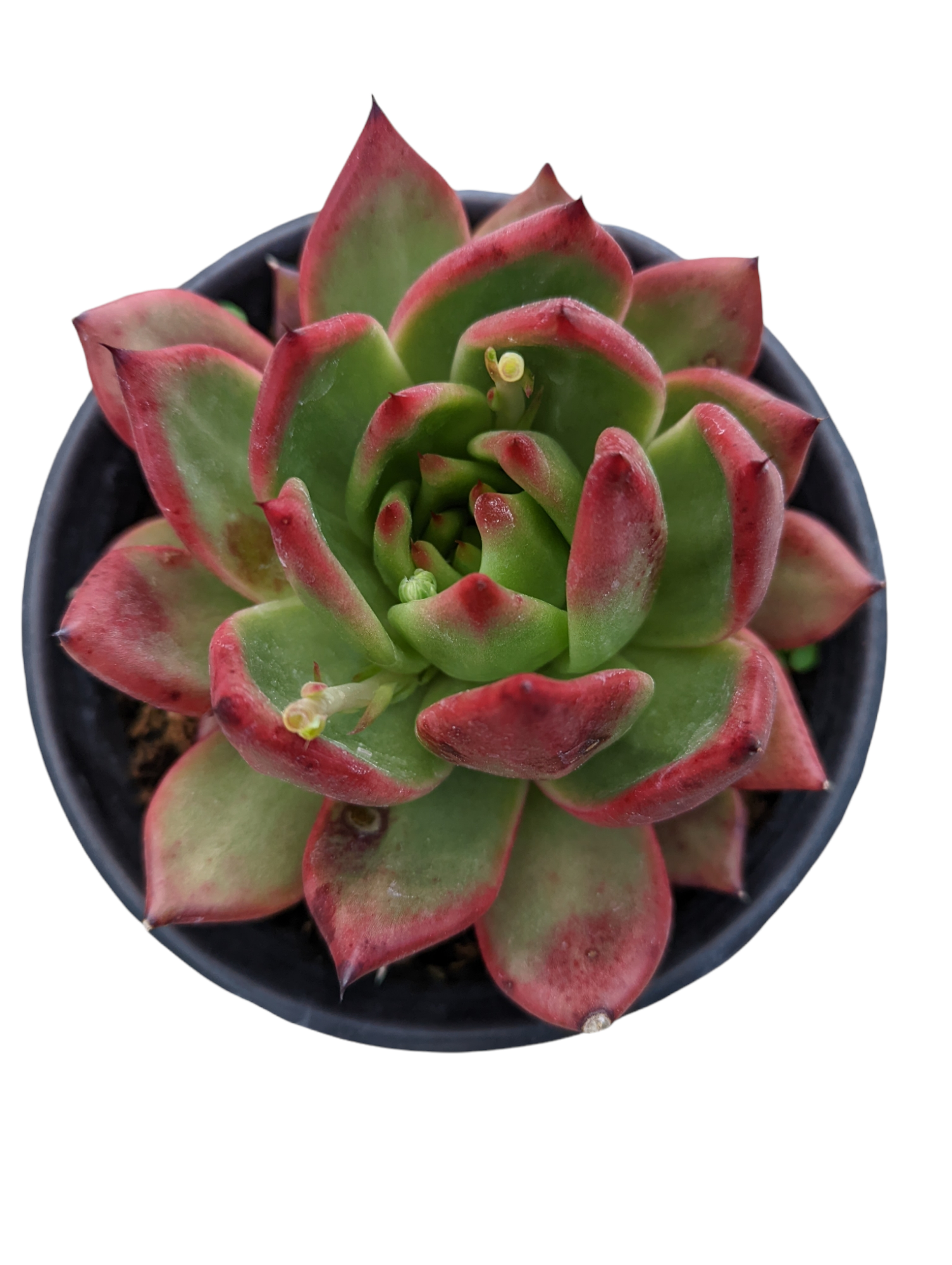 Echeveria agavoides 'Scarlet'