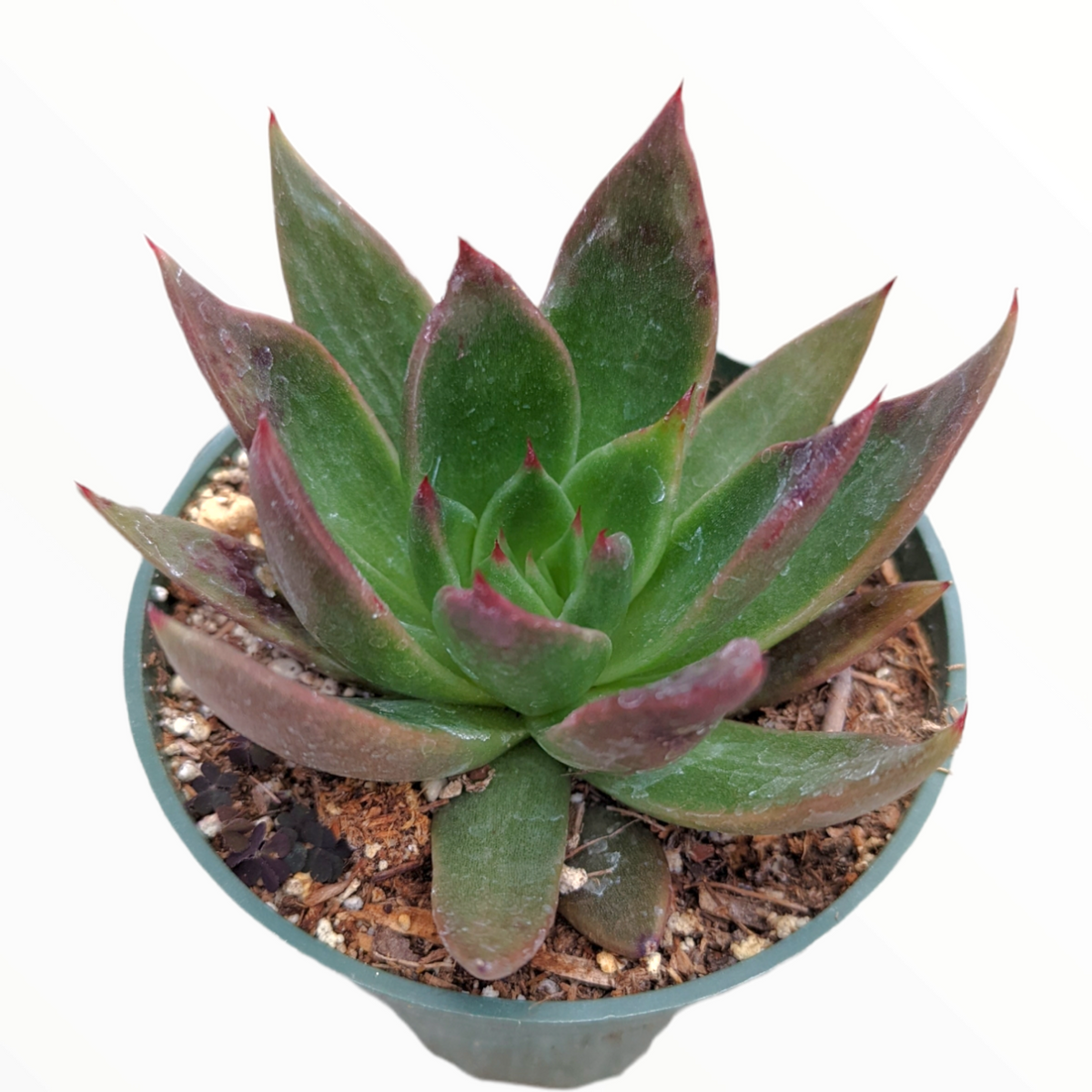 Echeveria Agavoides 'Bronze Beauty' in pot with reddish tips.