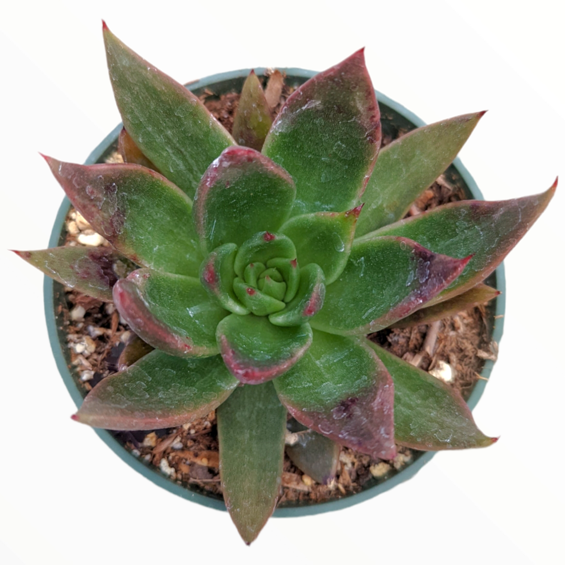 Echeveria Agavoides 'Bronze Beauty'