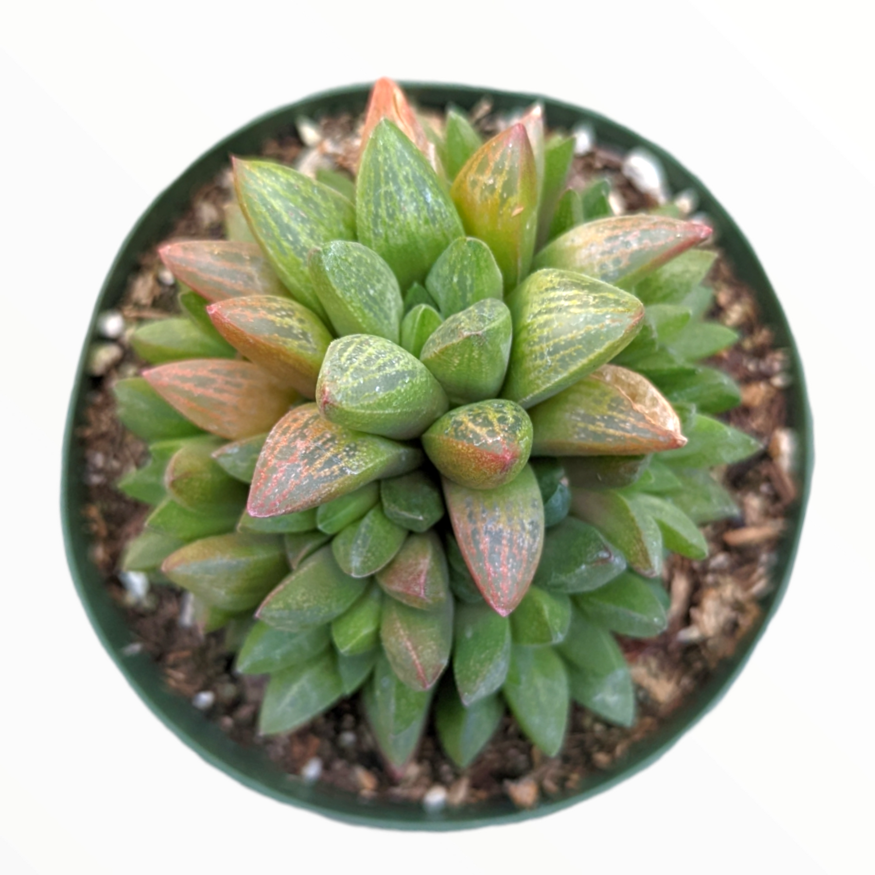 Haworthia turgida X