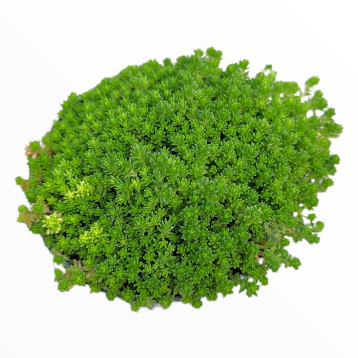 Sedum acre groundcover, dense green rosettes, overhead view.