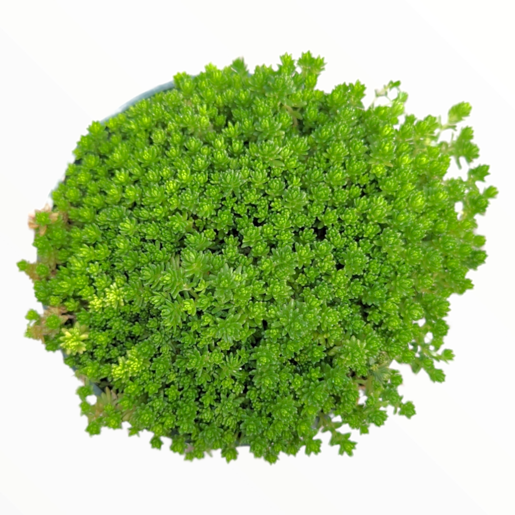 Sedum acre potted succulent, dense green rosettes.