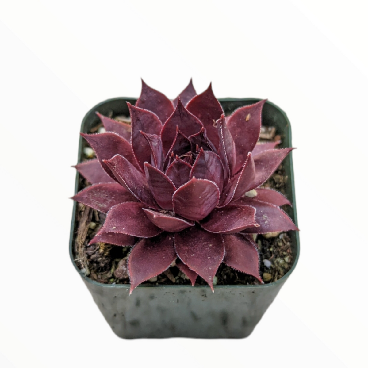 Sempervivum Red Lion in nursery pot with gritty mix.