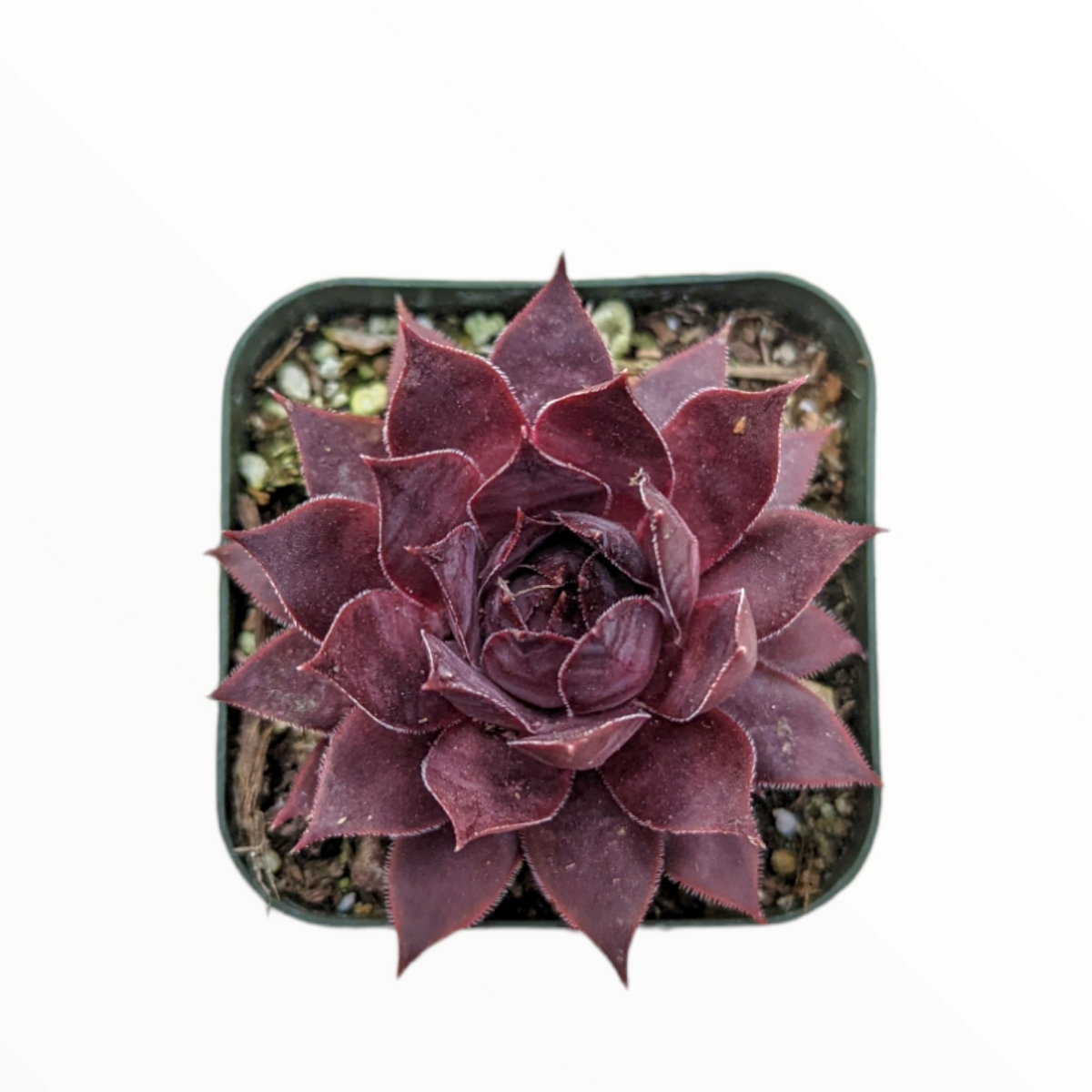 Sempervivum Red Lion in gritty soil, square pot.