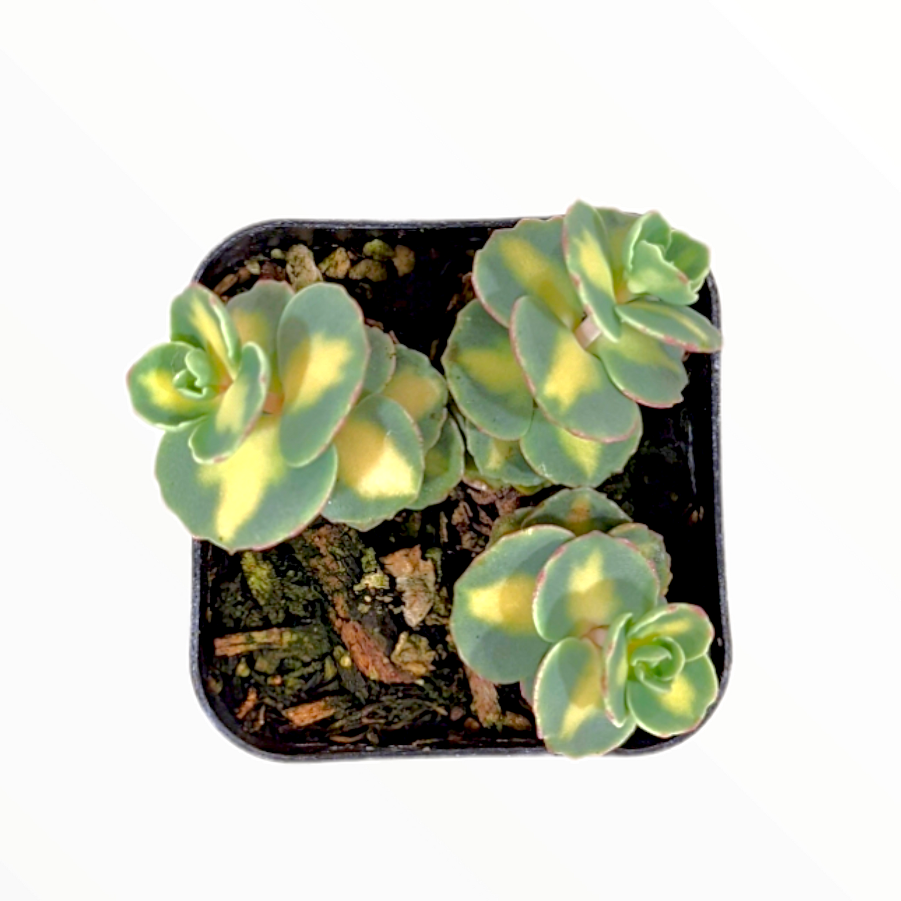 Sedum sieboldii Variegata - Succulents Depot