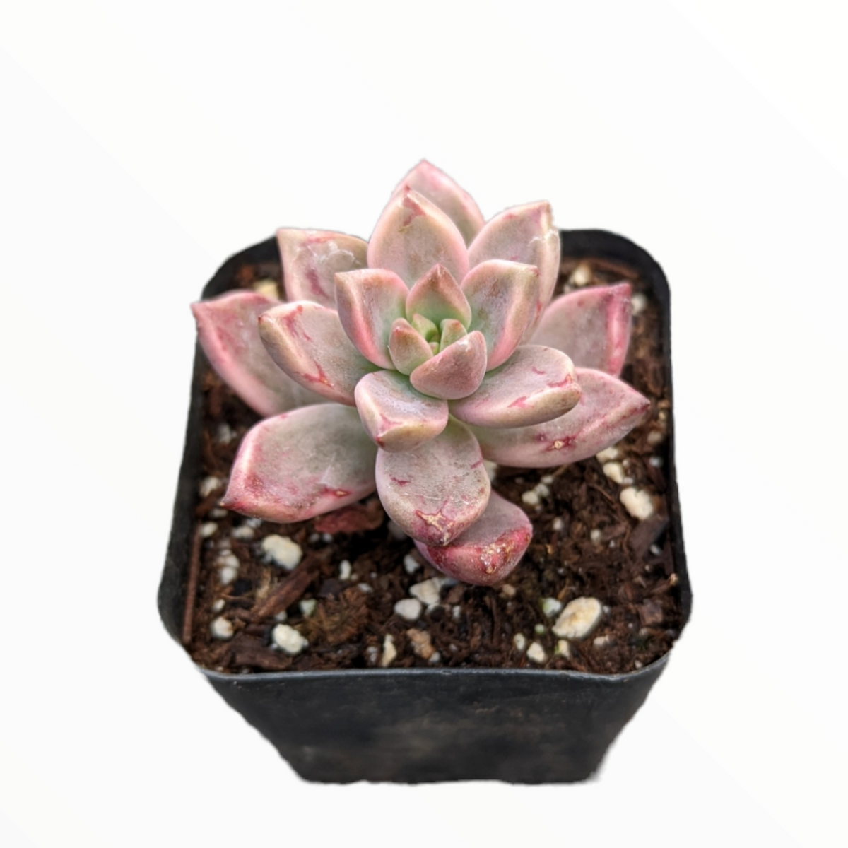 Sedum 'Chocolate' Variegated succulent in black nursery pot.