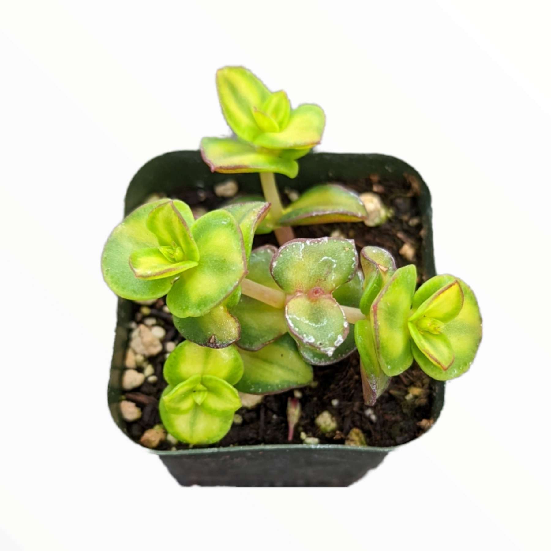 Crassula pellucida mediopicta Variegated