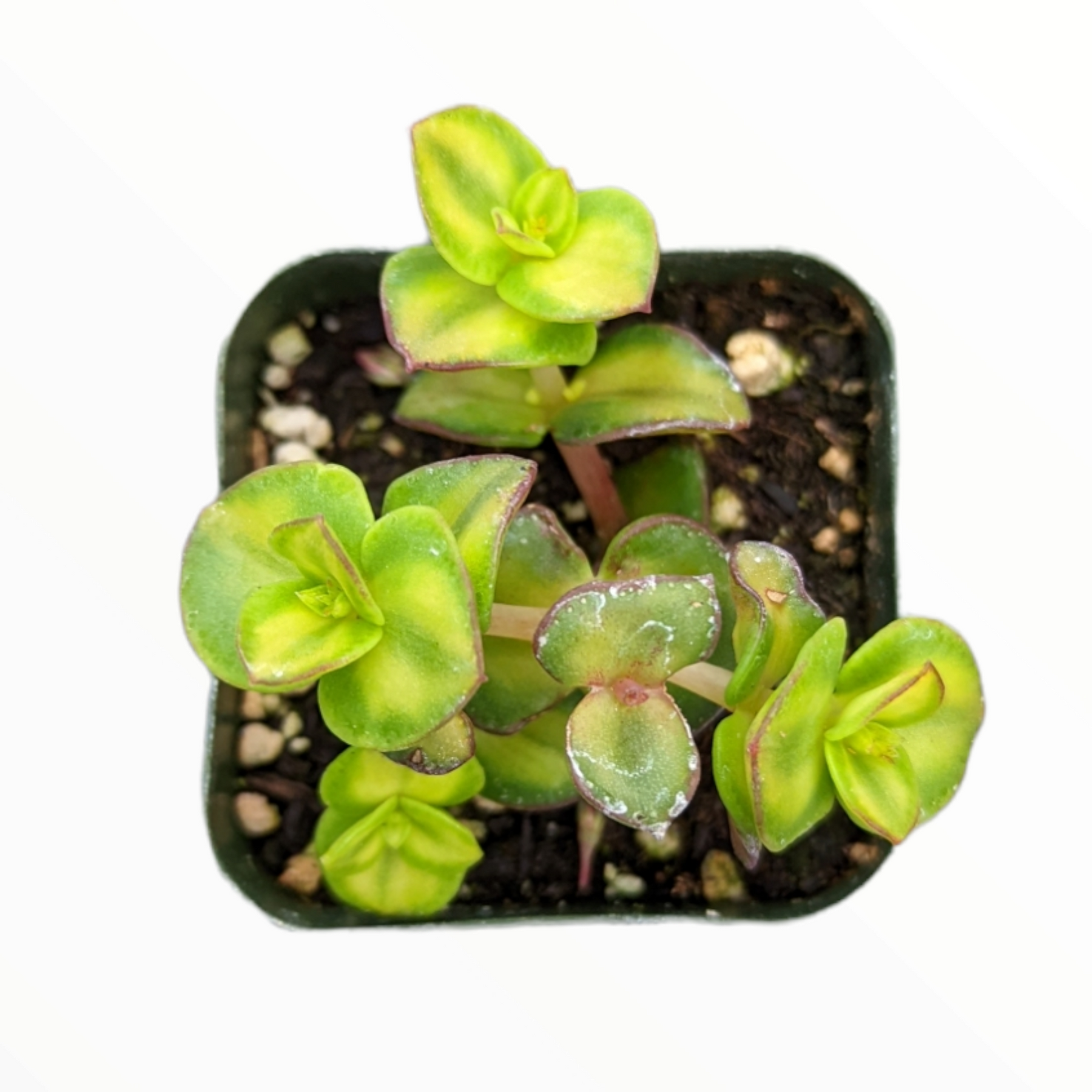 Crassula pellucida mediopicta Variegated