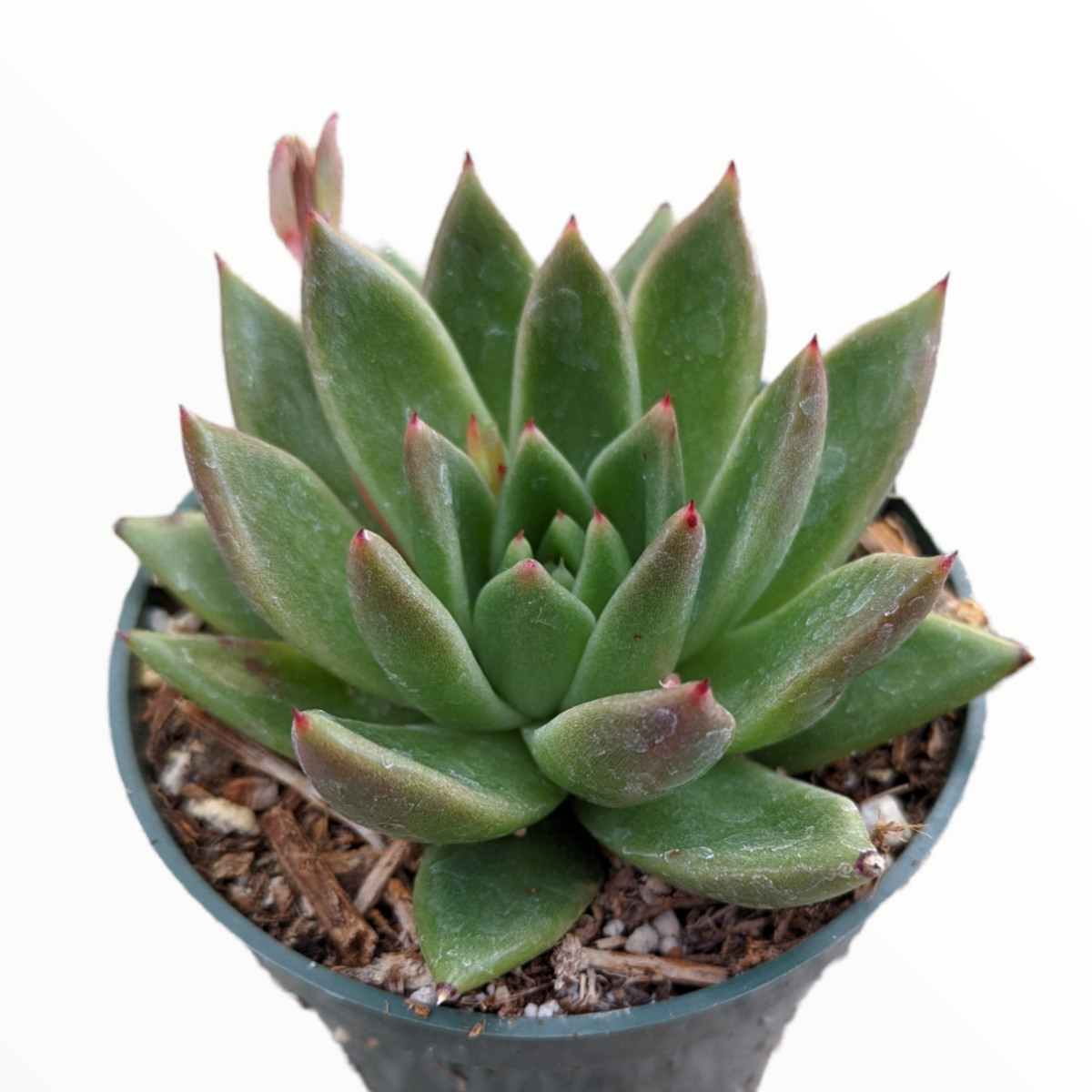 Echeveria agavoides 'Gilva' in a small nursery pot.