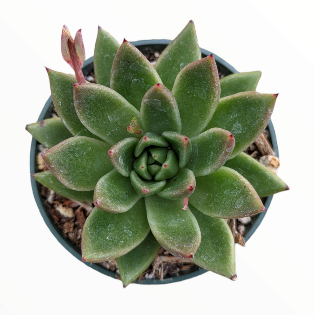 Echeveria agavoides 'Gilva' rosette with reddish tips in pot.