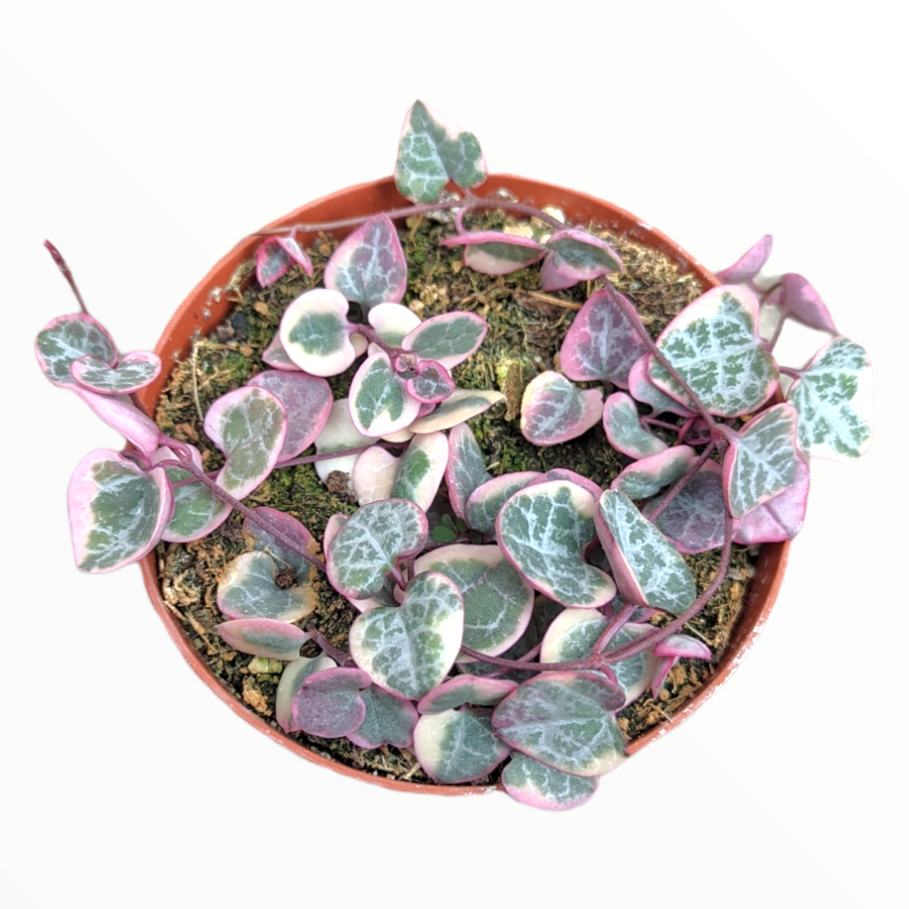 Ceropegia woodii Variegated String of Hearts - Succulents Depot