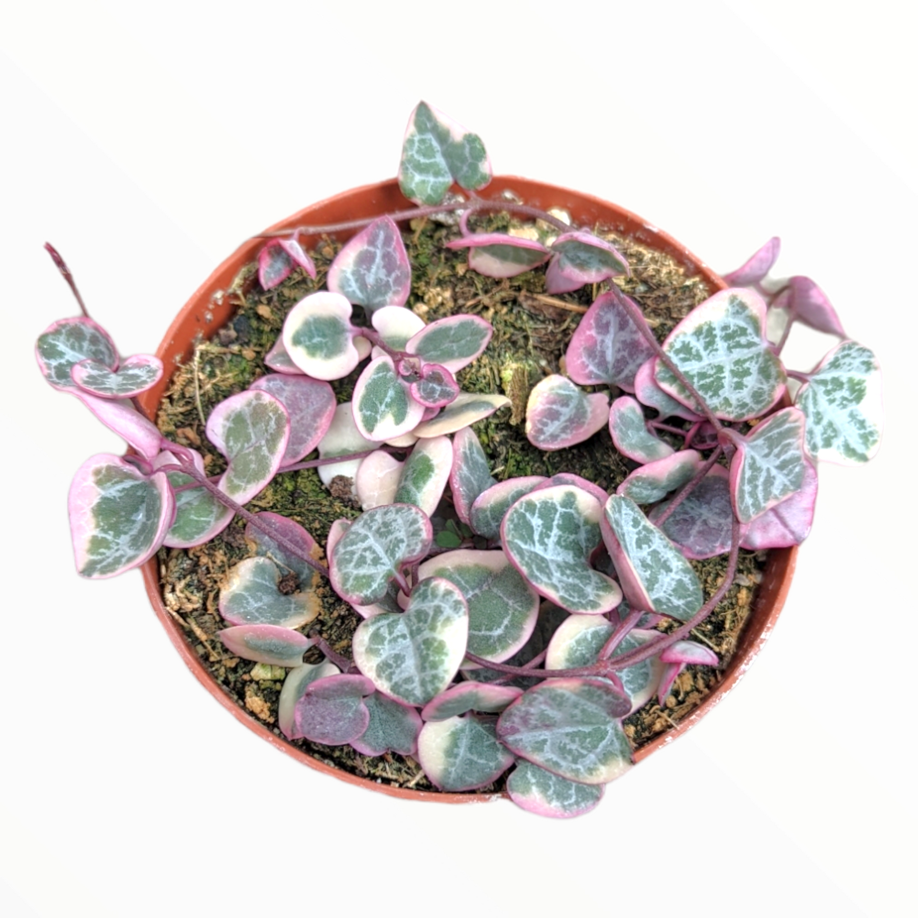 Ceropegia woodii Variegated String of Hearts - Succulents Depot