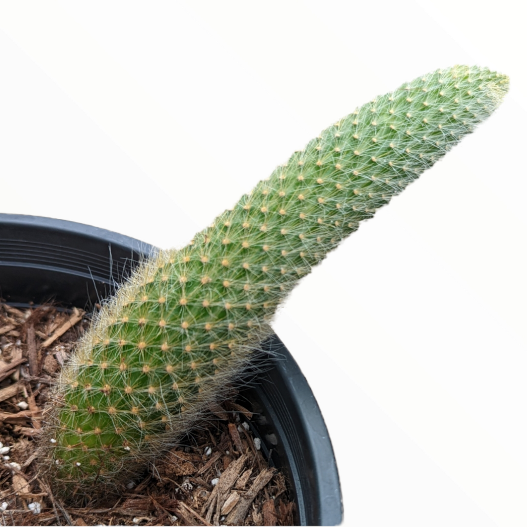 Monkey Tail Cactus Hildewintera colademononis - Succulents Depot