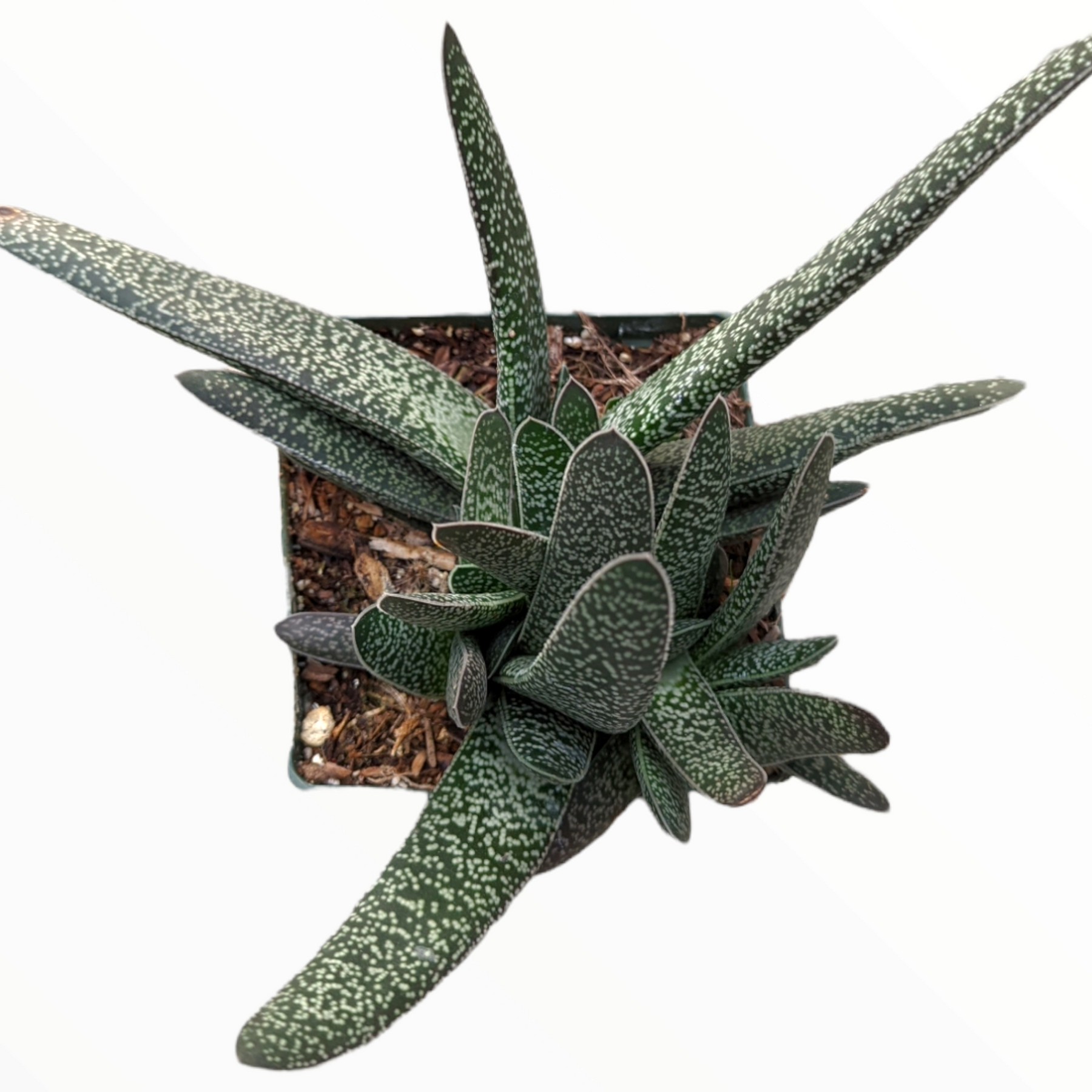 Gasteria maculata