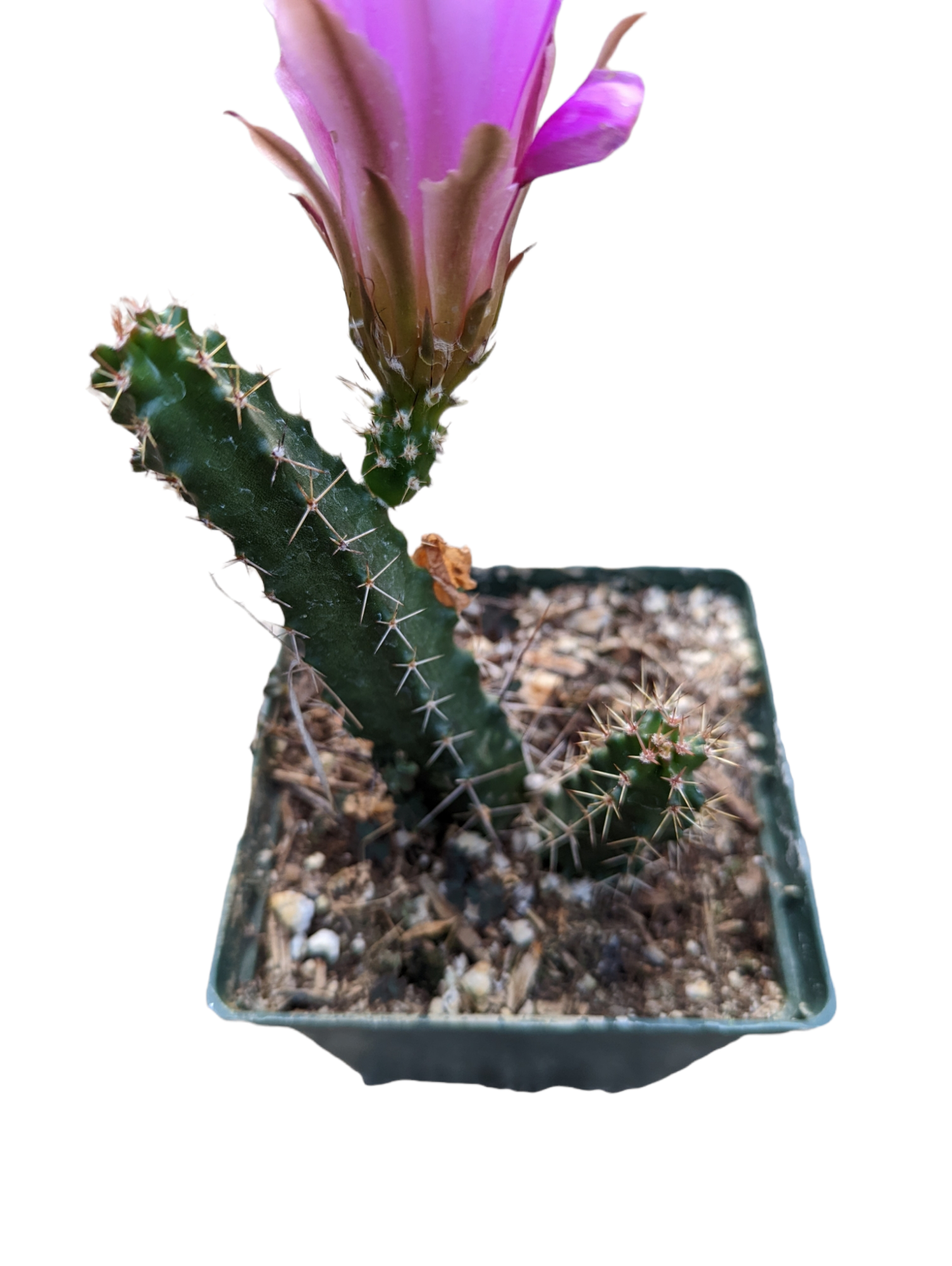 Echinocereus pentalophus - Lady Finger Cactus