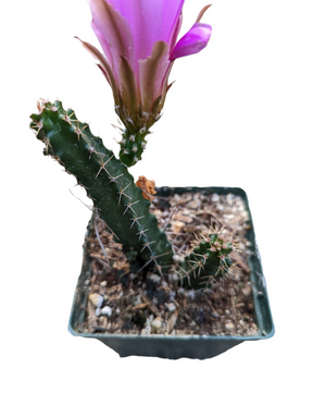 Echinocereus pentalophus - Lady Finger Cactus