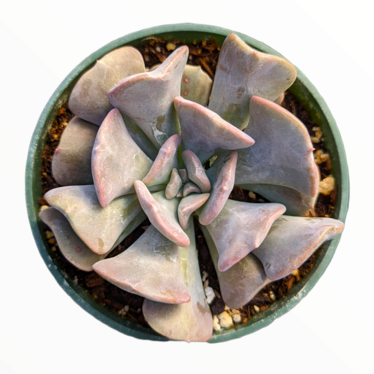 Echeveria 'Cubic Frost' succulent in green pot.