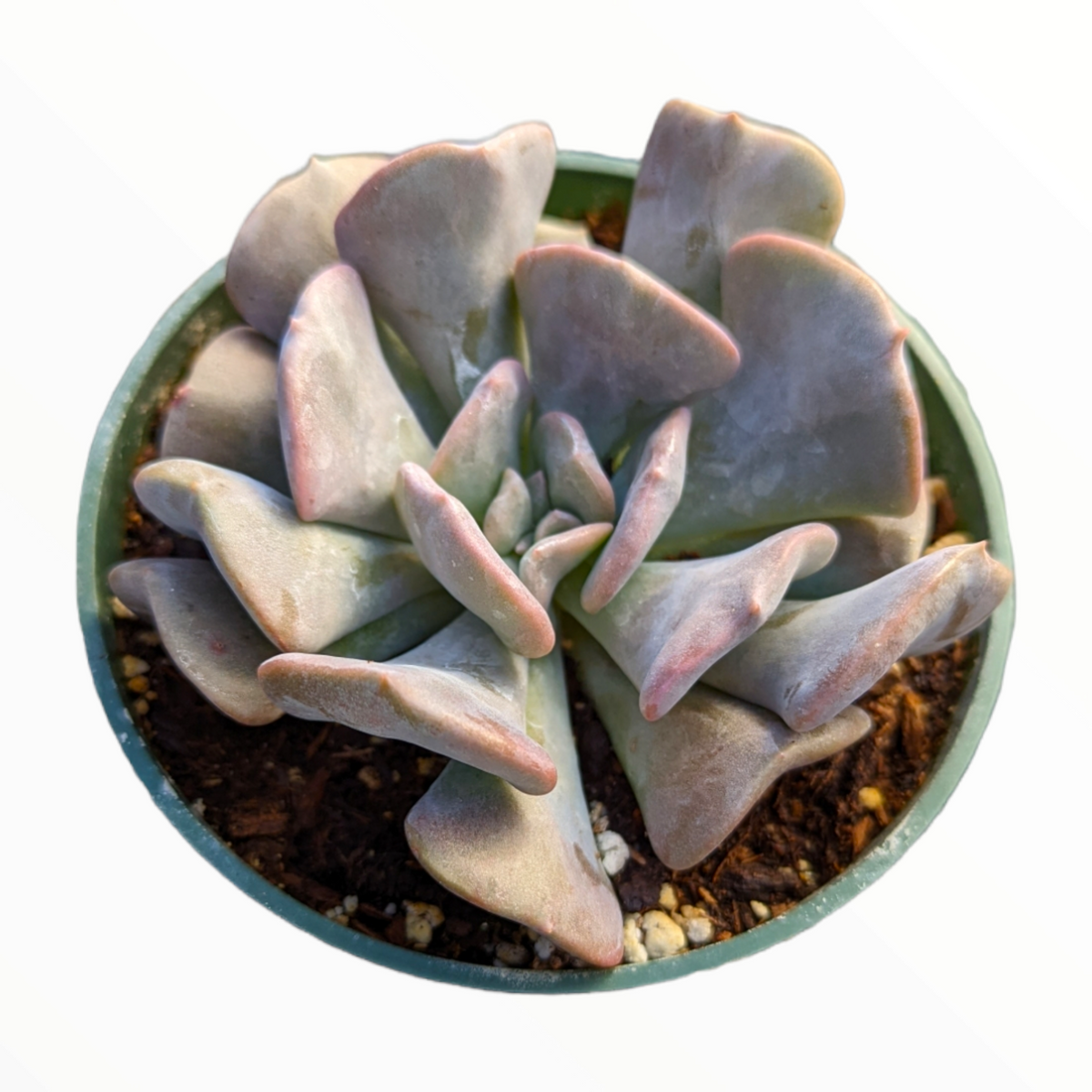 Echeveria 'Cubic Frost' succulent with pink-tipped, wavy leaves.