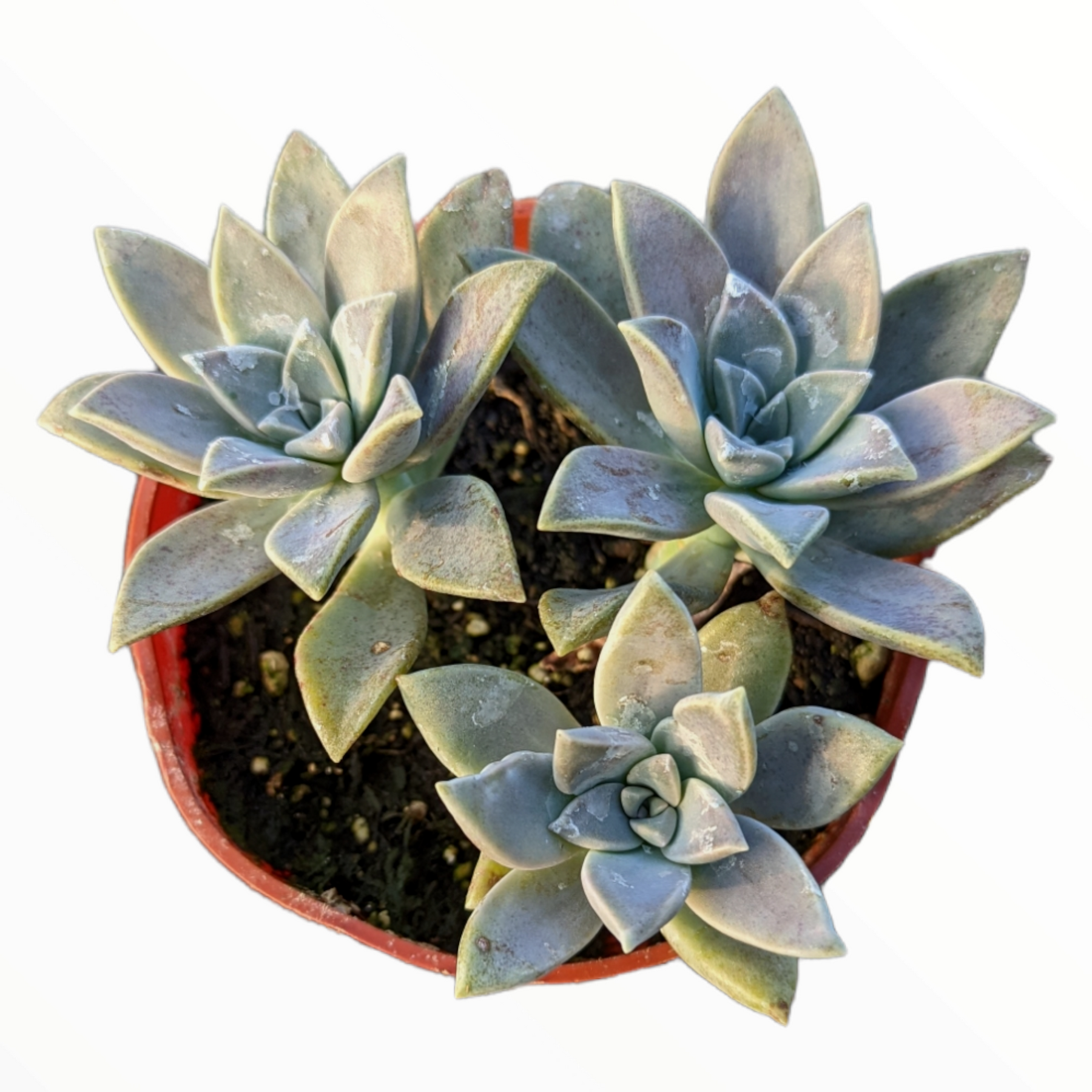 Graptopetalum paraguayense - Blue Haze