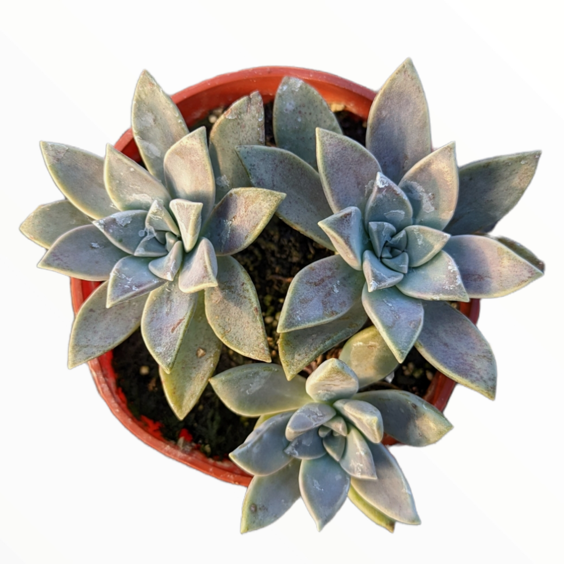 Graptopetalum paraguayense - Blue Haze