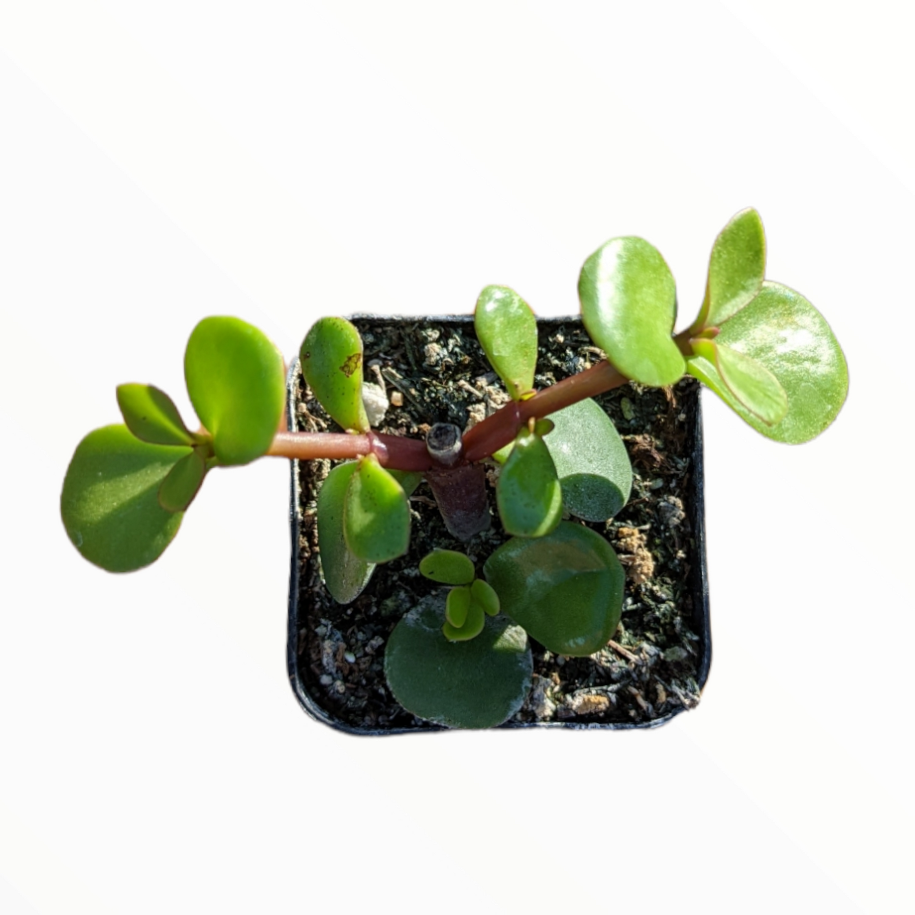 Portulacaria afra 'Elephant Bush' - Succulents Depot