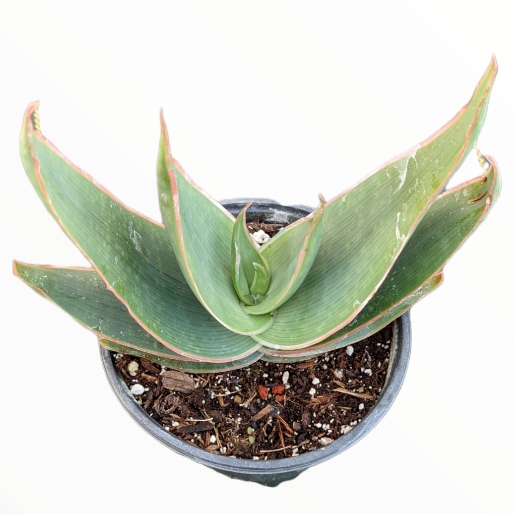 Aloe striata "Coral Aloe"