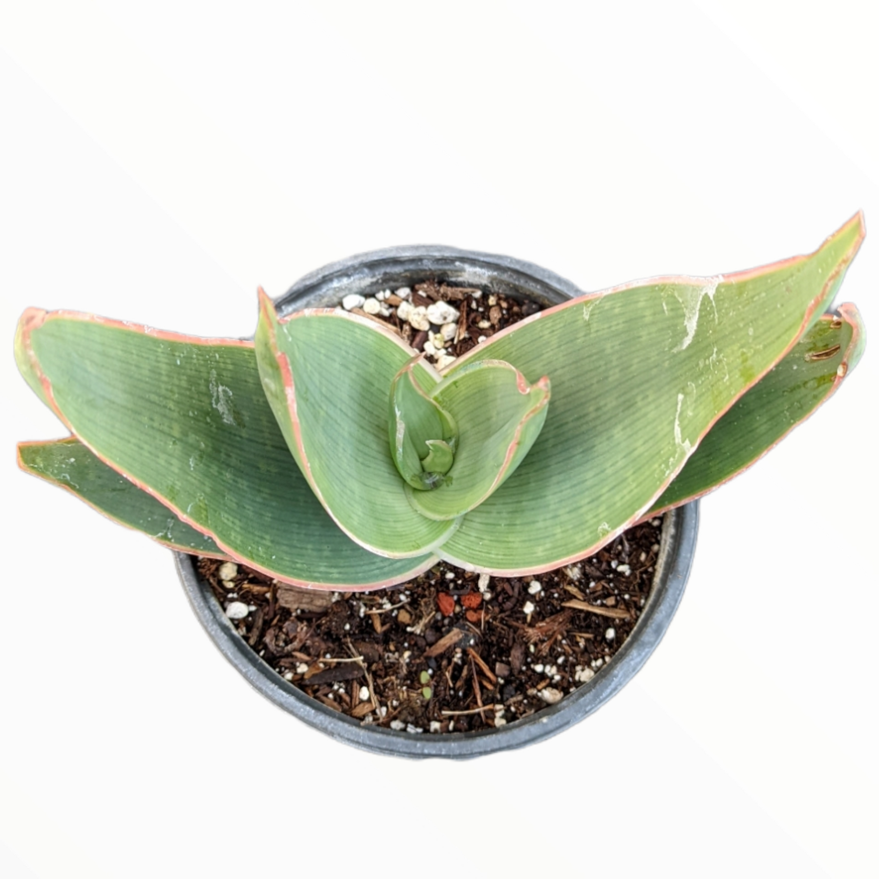 Aloe striata "Coral Aloe"
