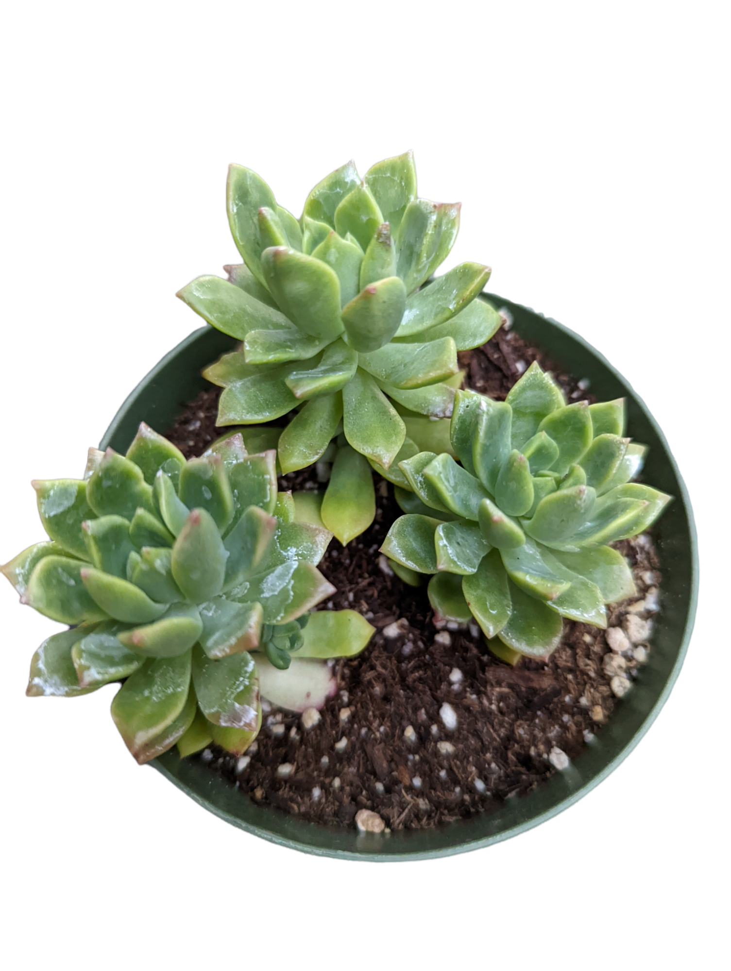 Echeveria 'Marcus'