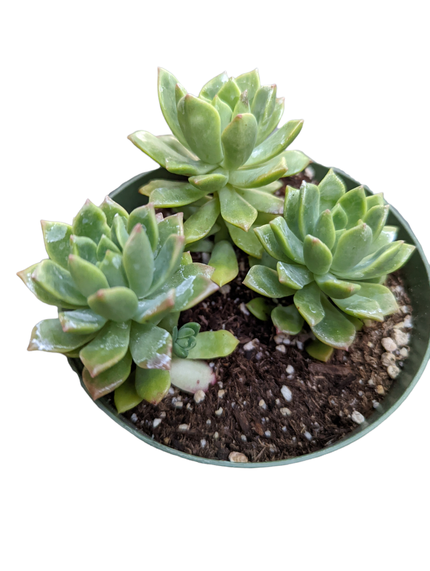 Echeveria 'Marcus'