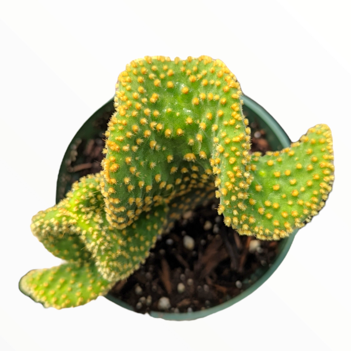 Optunia Microdasys Golden Swirl Cactus with fan-shaped crest.