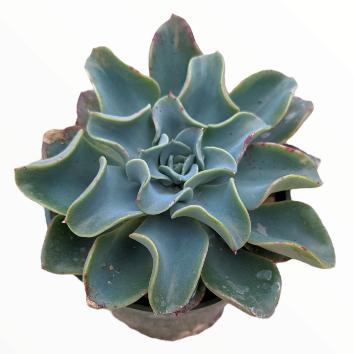 Echeveria 'Galaxy Blue' succulent in a ceramic pot.