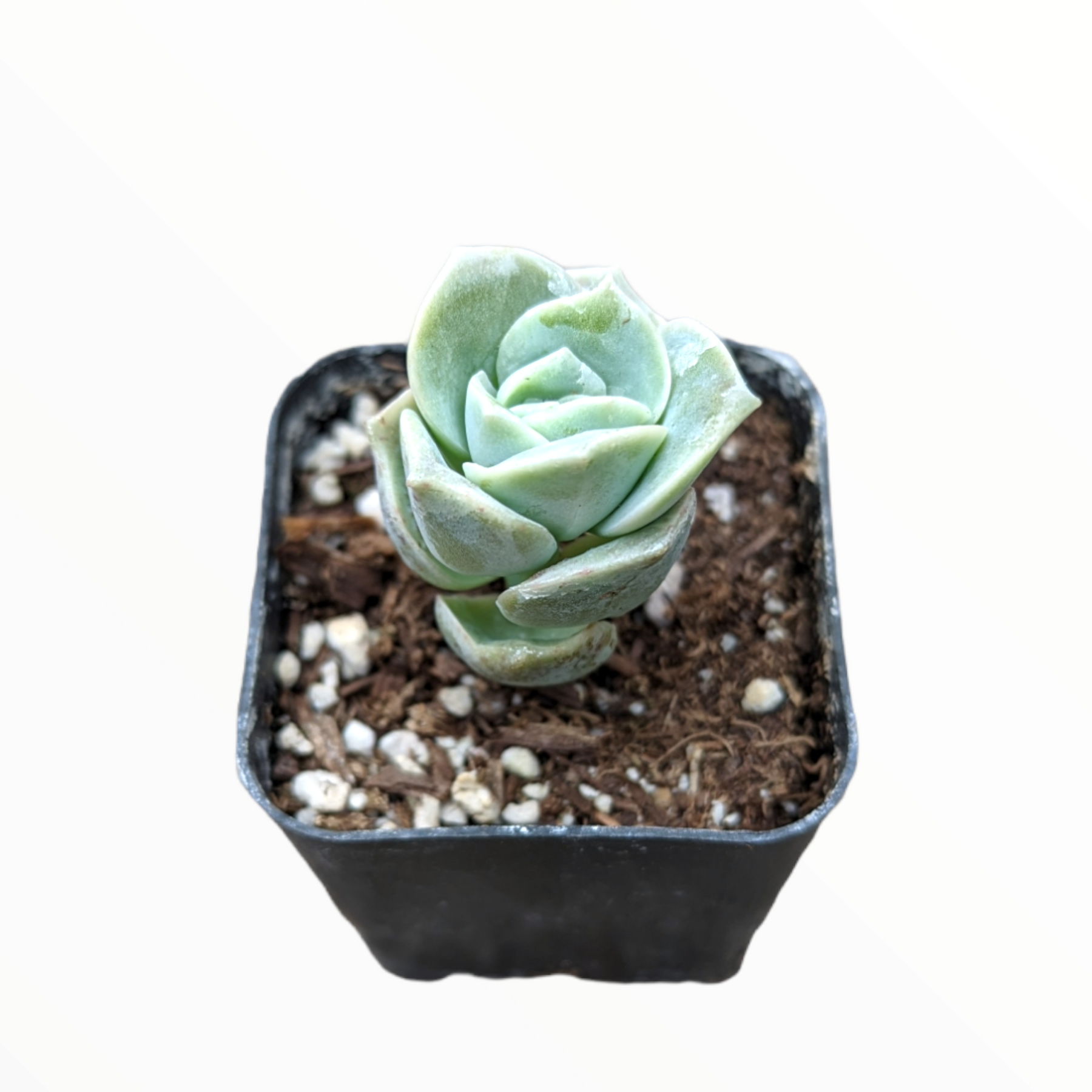 Graptoveria 'Lovely Rose' - Succulents Depot