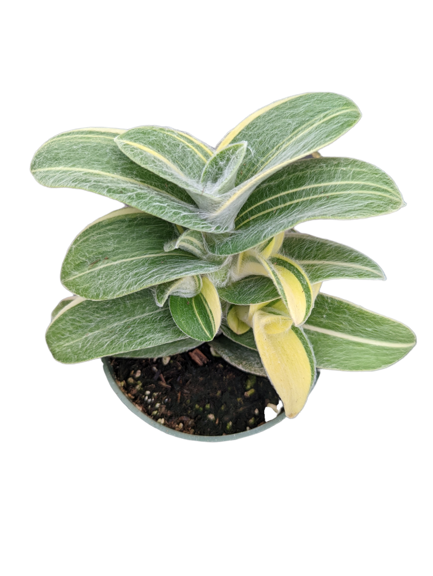Tradescantia sillamontana 'White Velvet' Variegated Wandering Dude