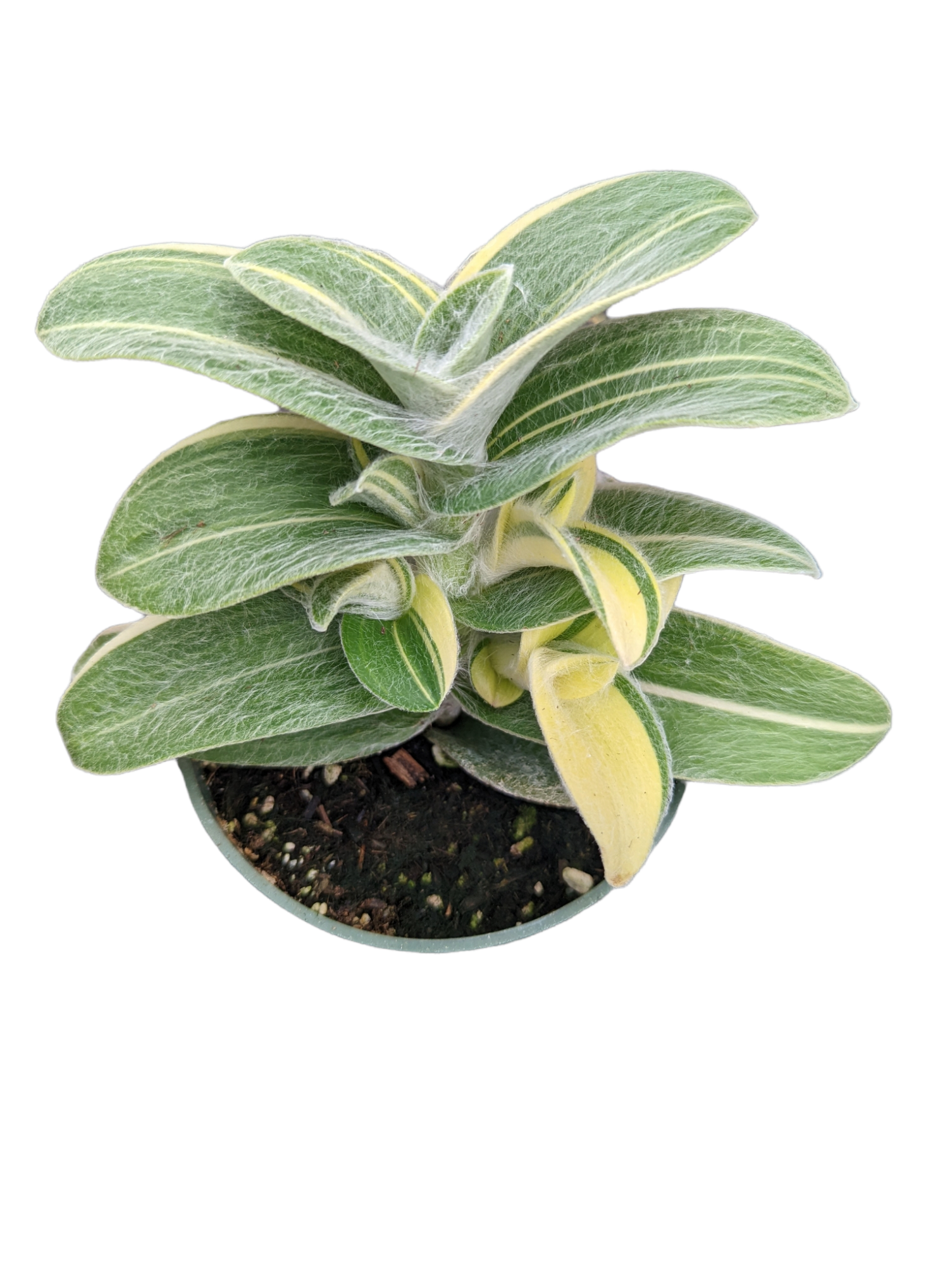 Tradescantia sillamontana 'White Velvet' Variegated Wandering Dude