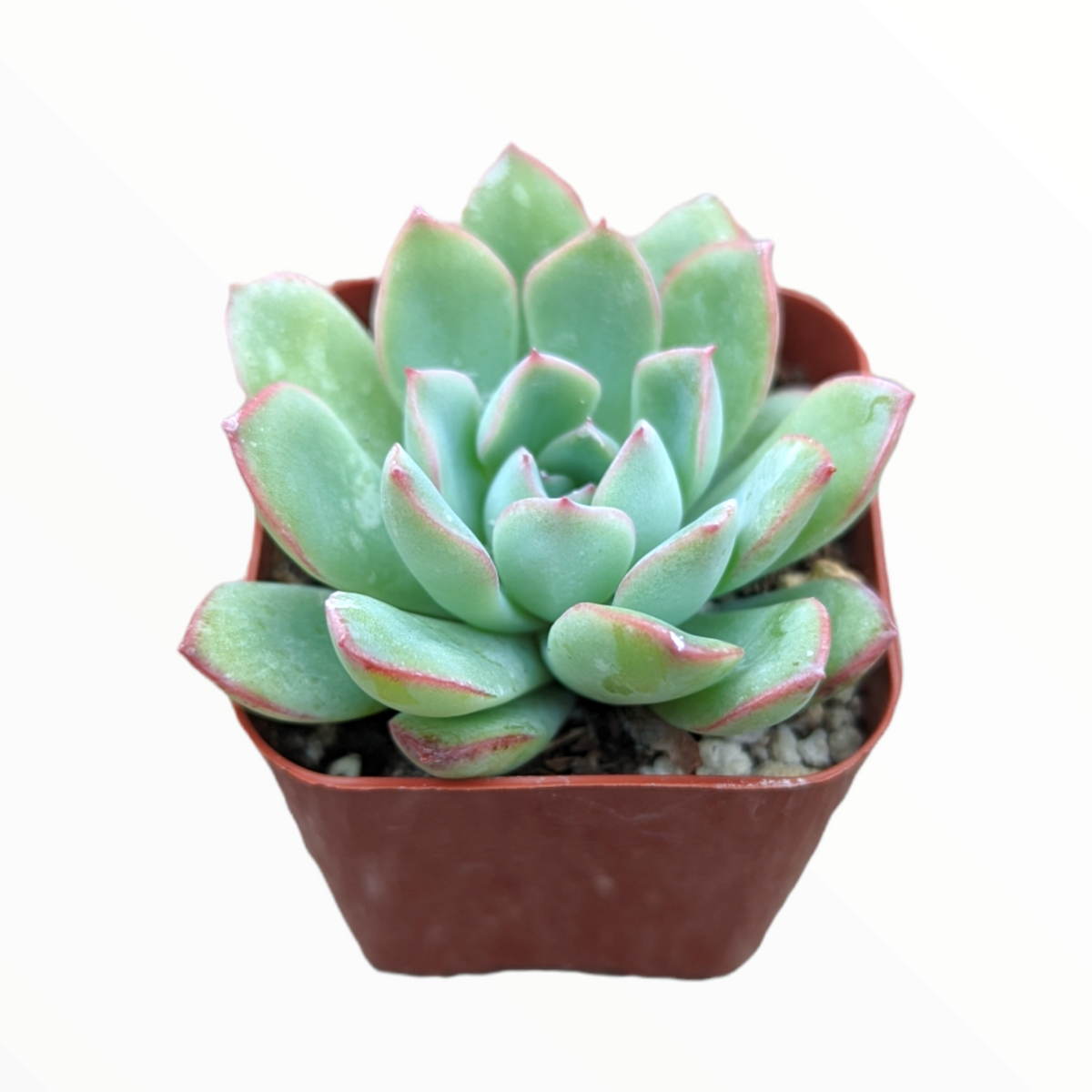Echeveria 'Apus' in a square brown pot.