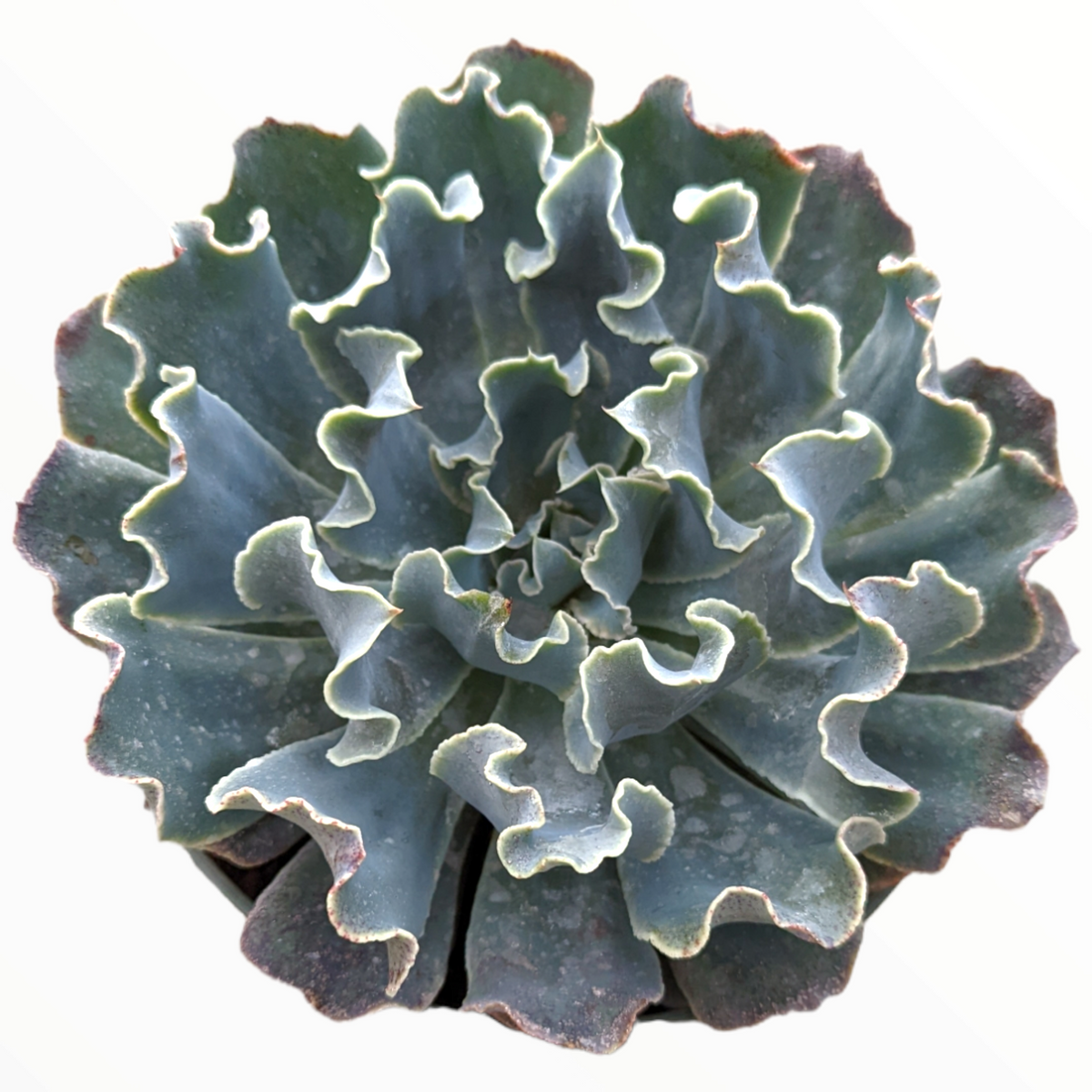 Echeveria 'Blue Frills' succulent with ruffled, bluish-green leaves.