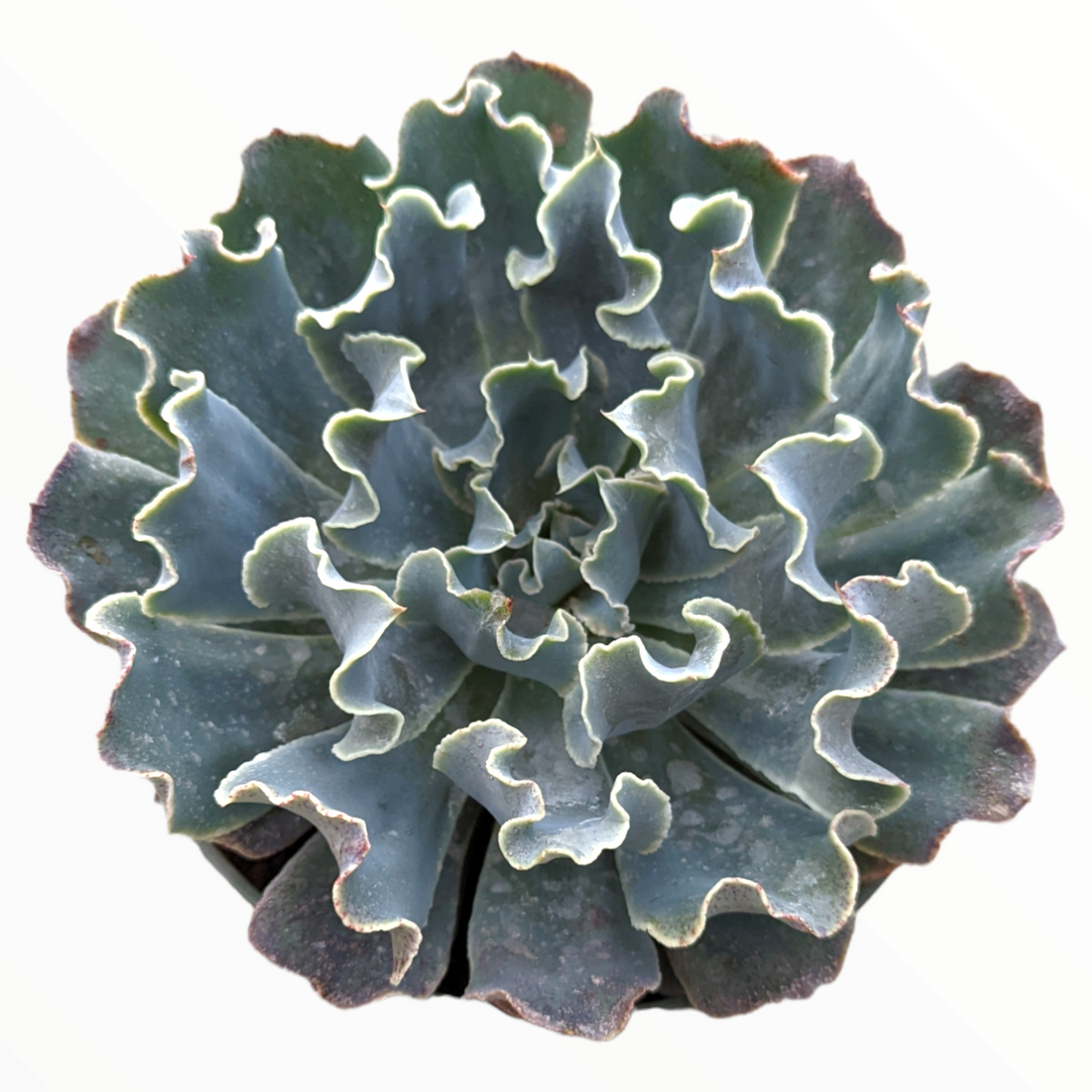 Echeveria 'Blue Frills' with ruffled, blue-green succulent leaves.