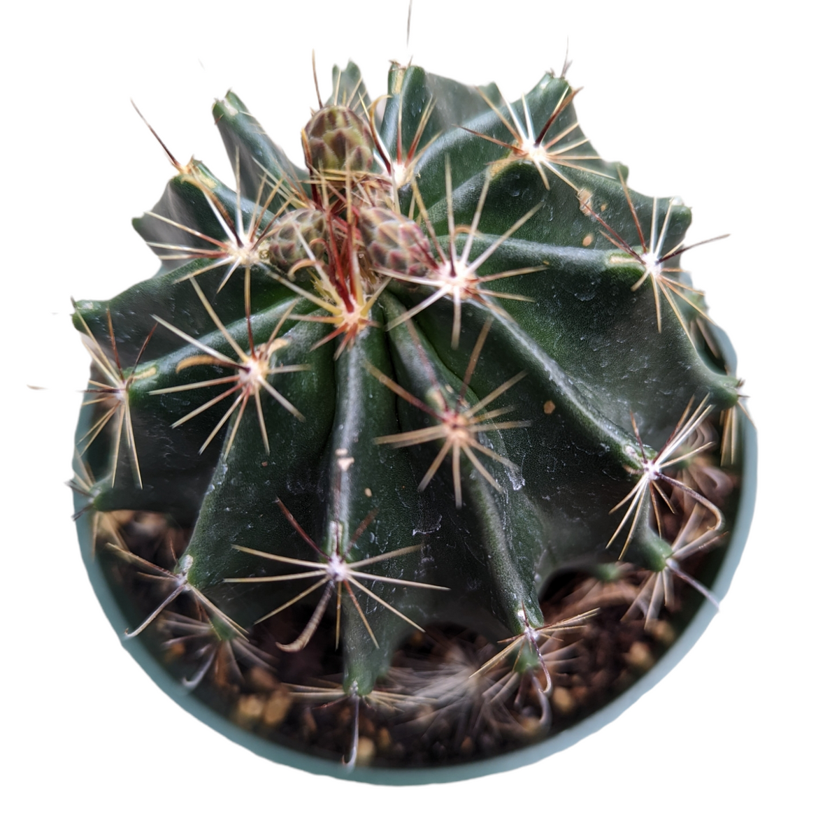 Twisted Barrel Cactus in shallow pot with spines.