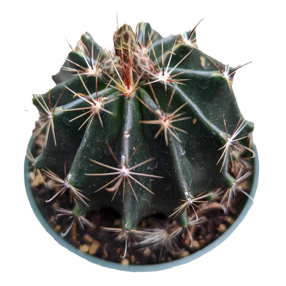 Ferocactus wislizeni ssp. herrerae top view in gritty pot.