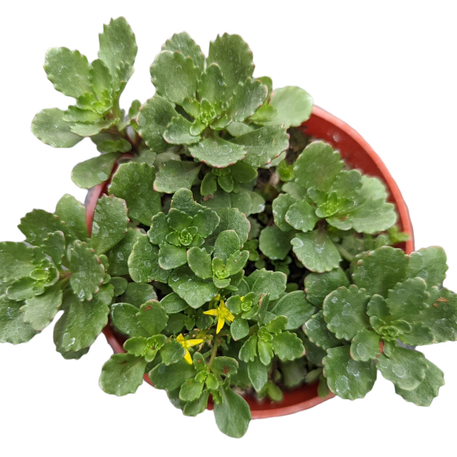 Sedum takesimense potted succulent with star-shaped yellow flowers.