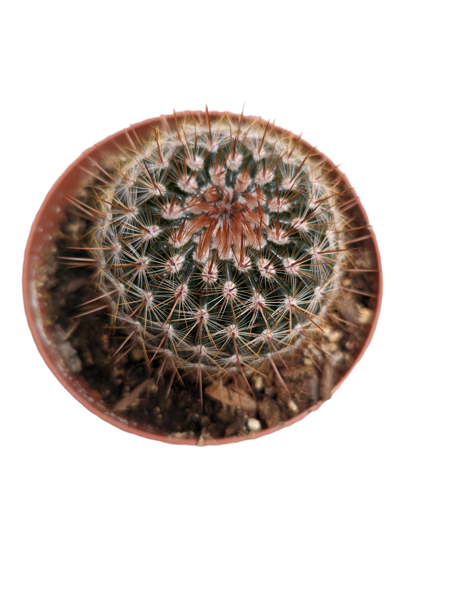 Mammillaria spinosissima Red Headed Irishman - Succulents Depot