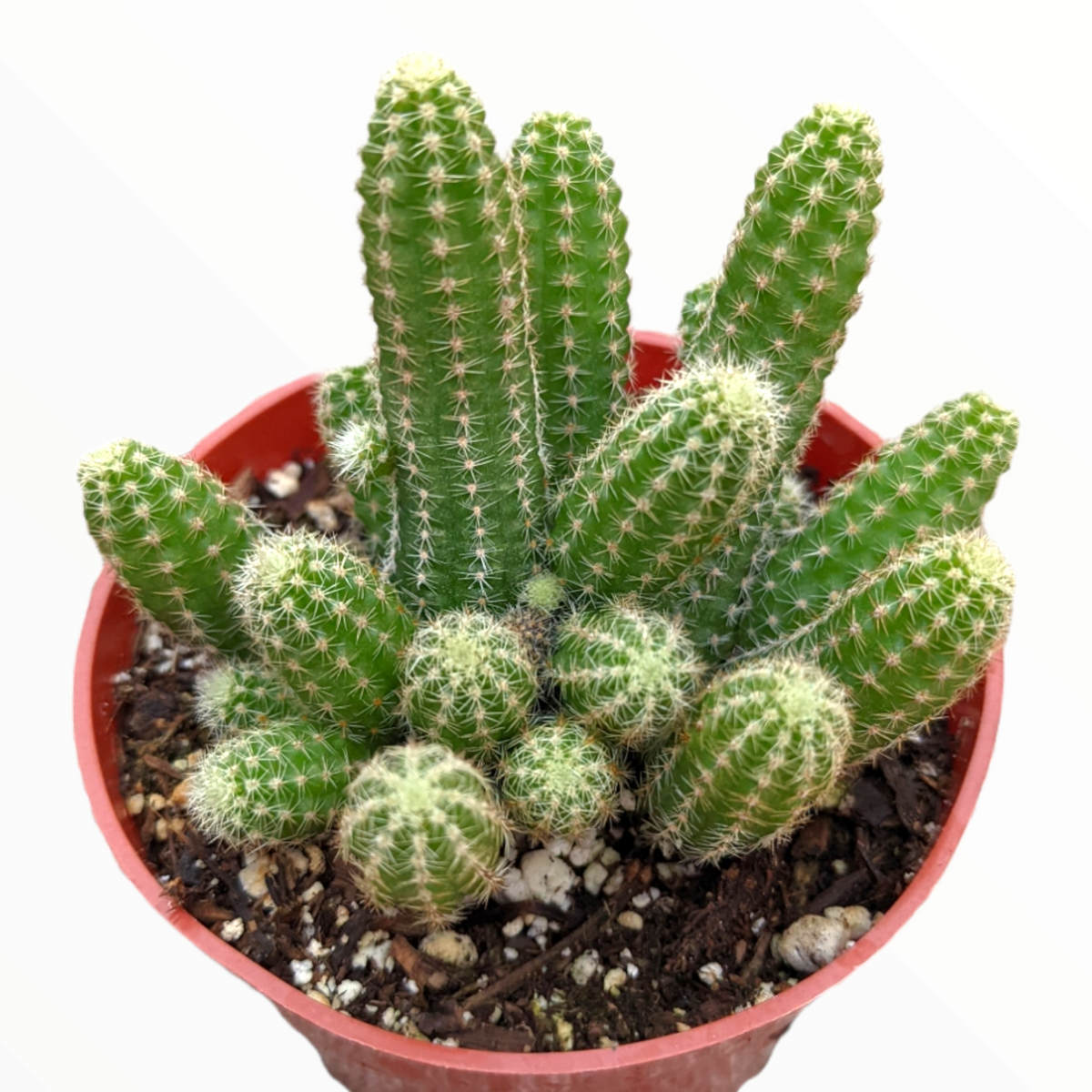 Echinopsis chamaecereus Peanut Cactus - Succulents Depot