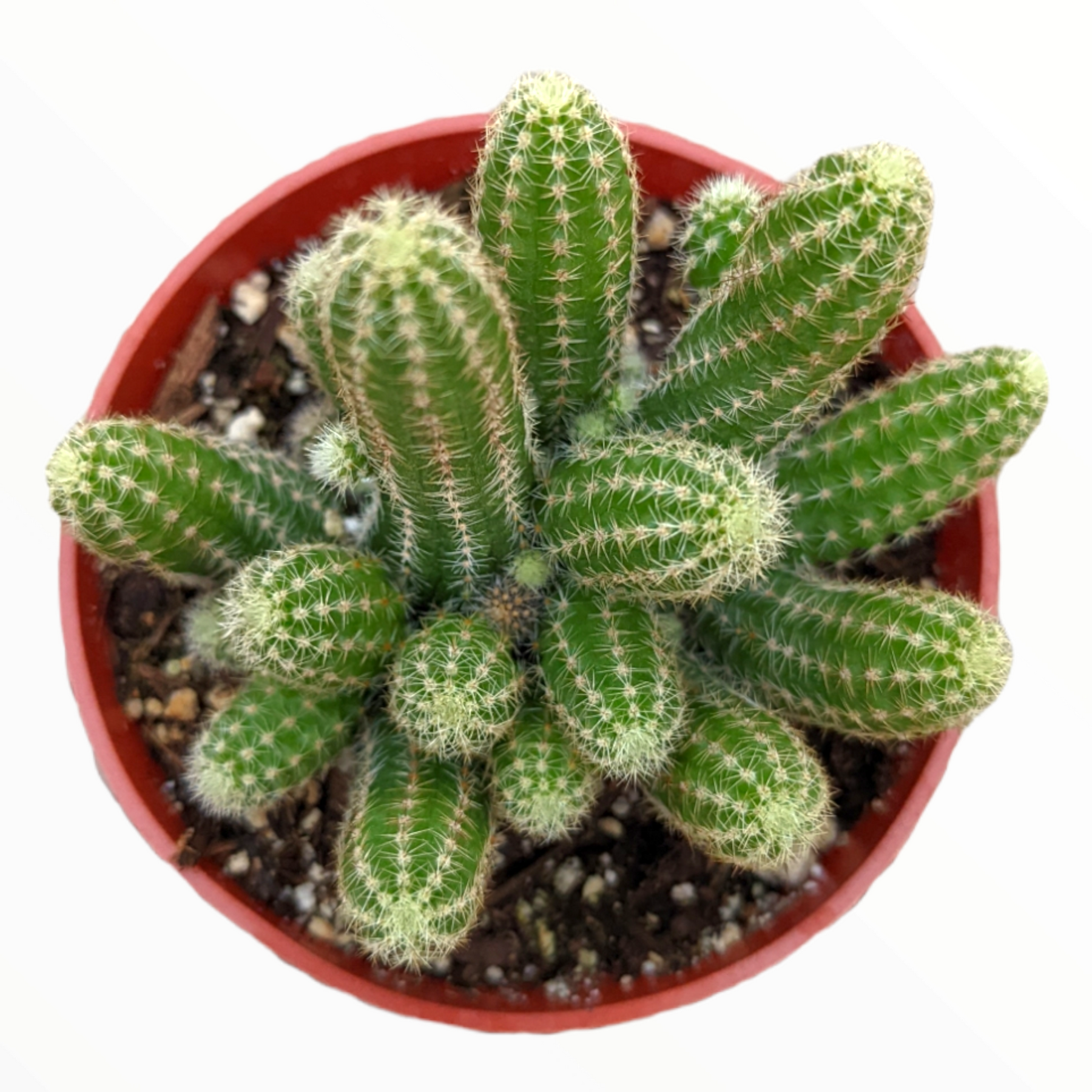 Echinopsis chamaecereus Peanut Cactus - Succulents Depot