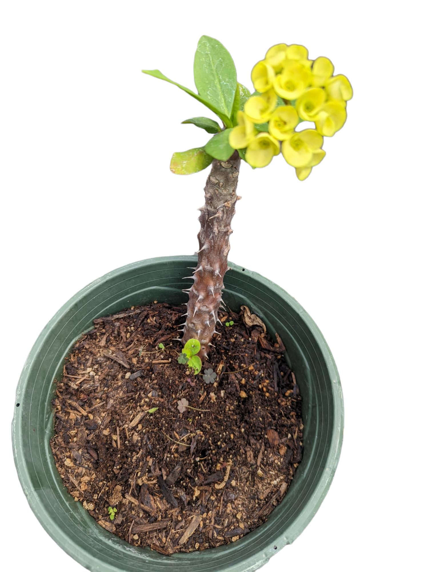 Crown of Thorns - Euphorbia milii