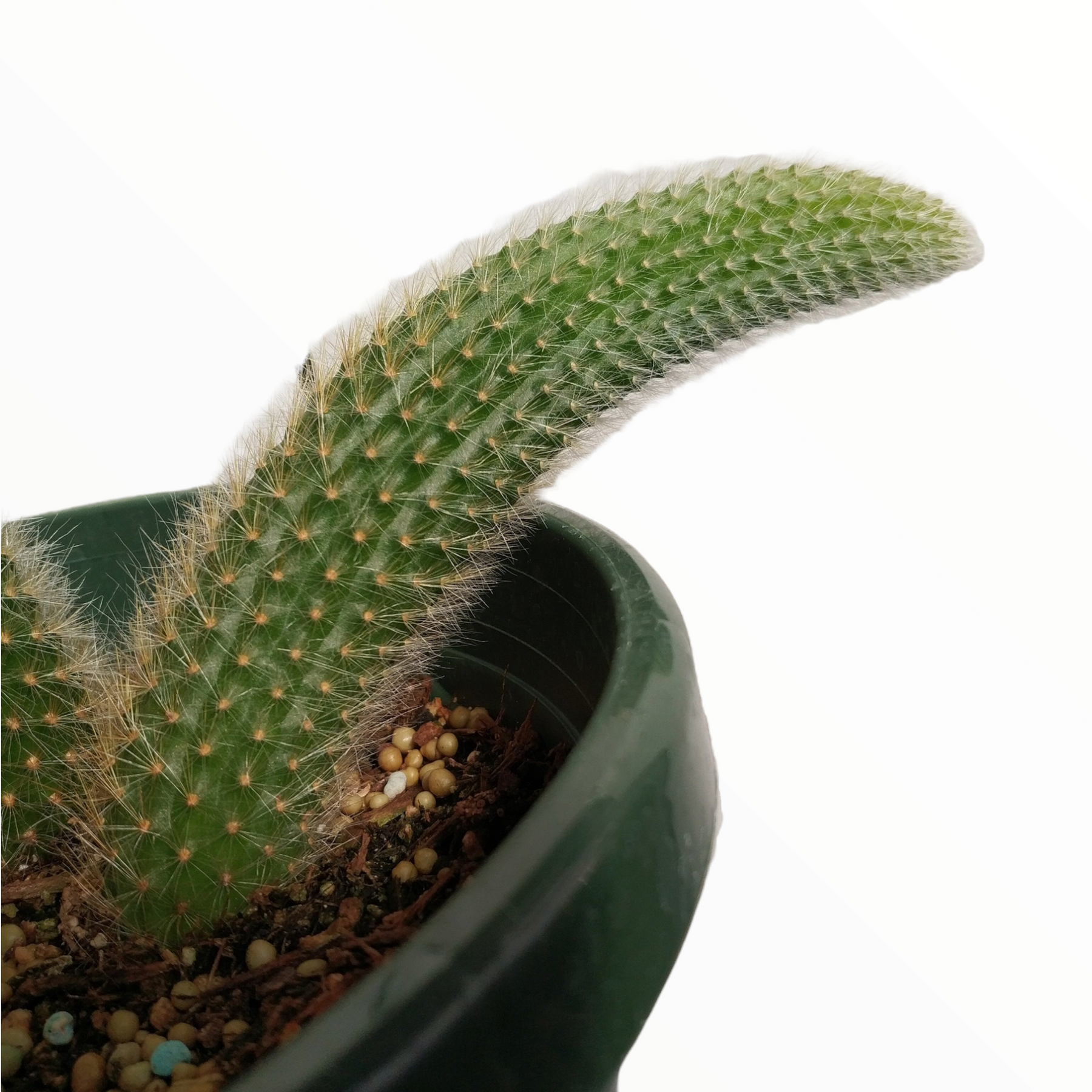 Monkey Tail Cactus Hildewintera colademononis - Succulents Depot