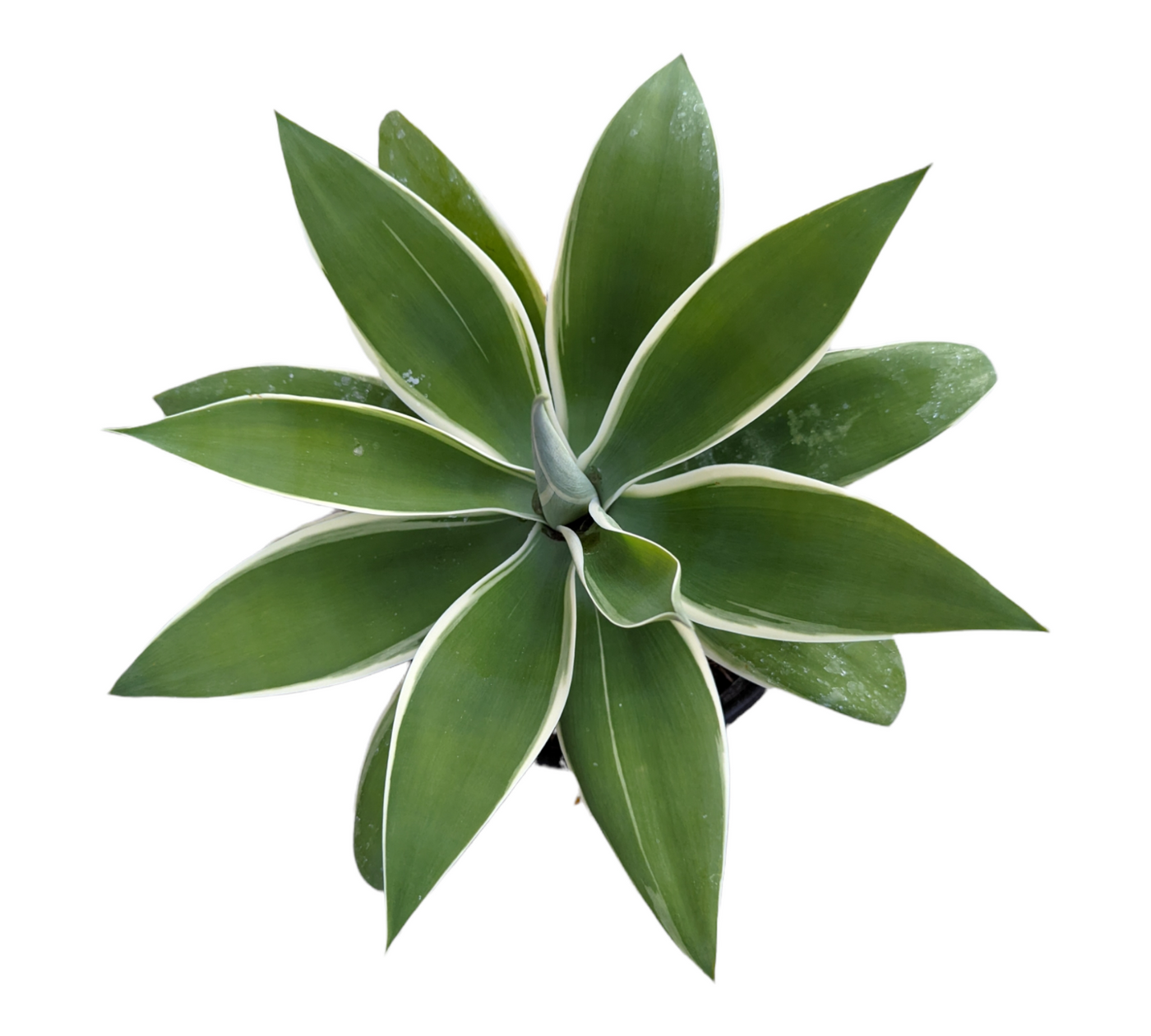 Agave attenuata 'Ray of Light' succulent rosette top view.