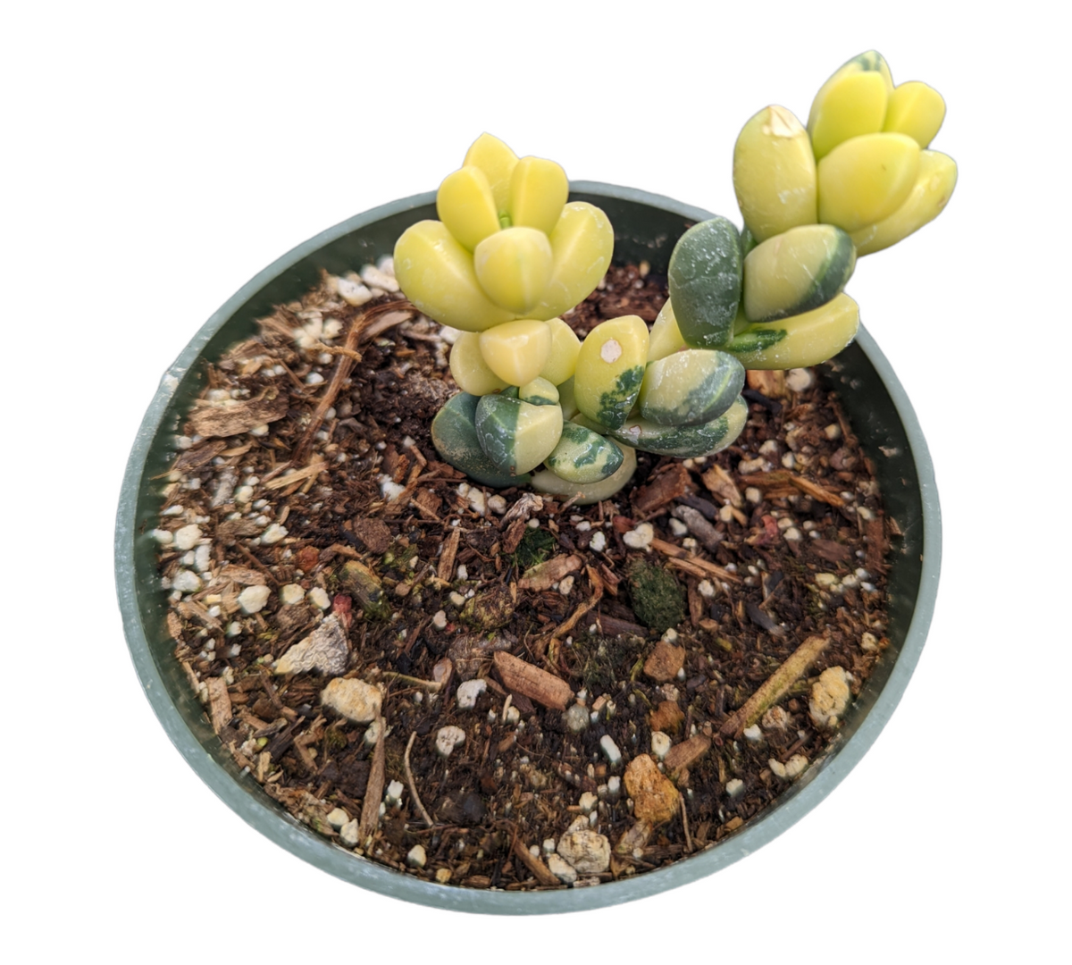 Corpuscularia lehmannii Variegated Ice Plant